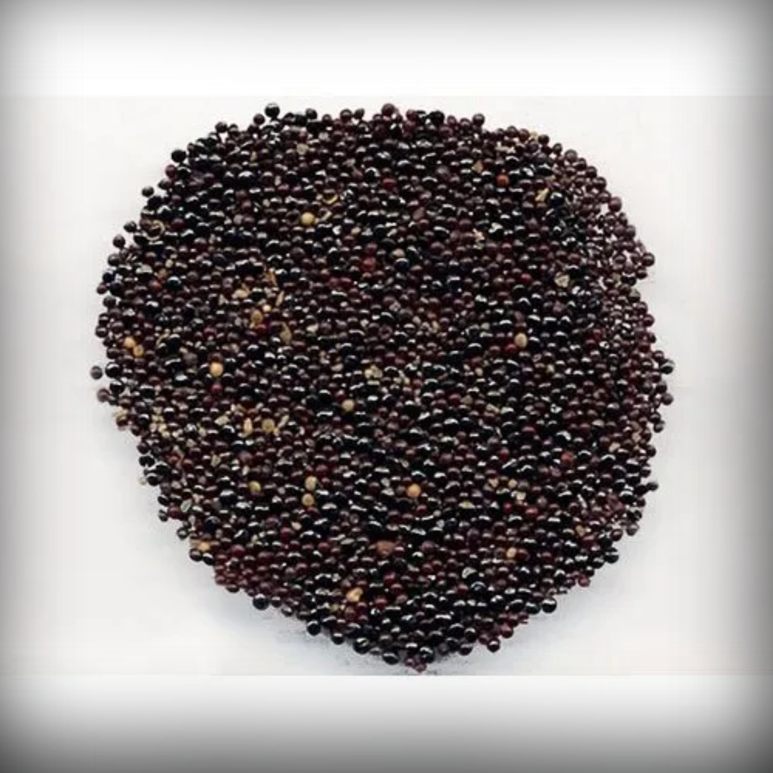 Celosia Plumosa Seed - 50 Seeds