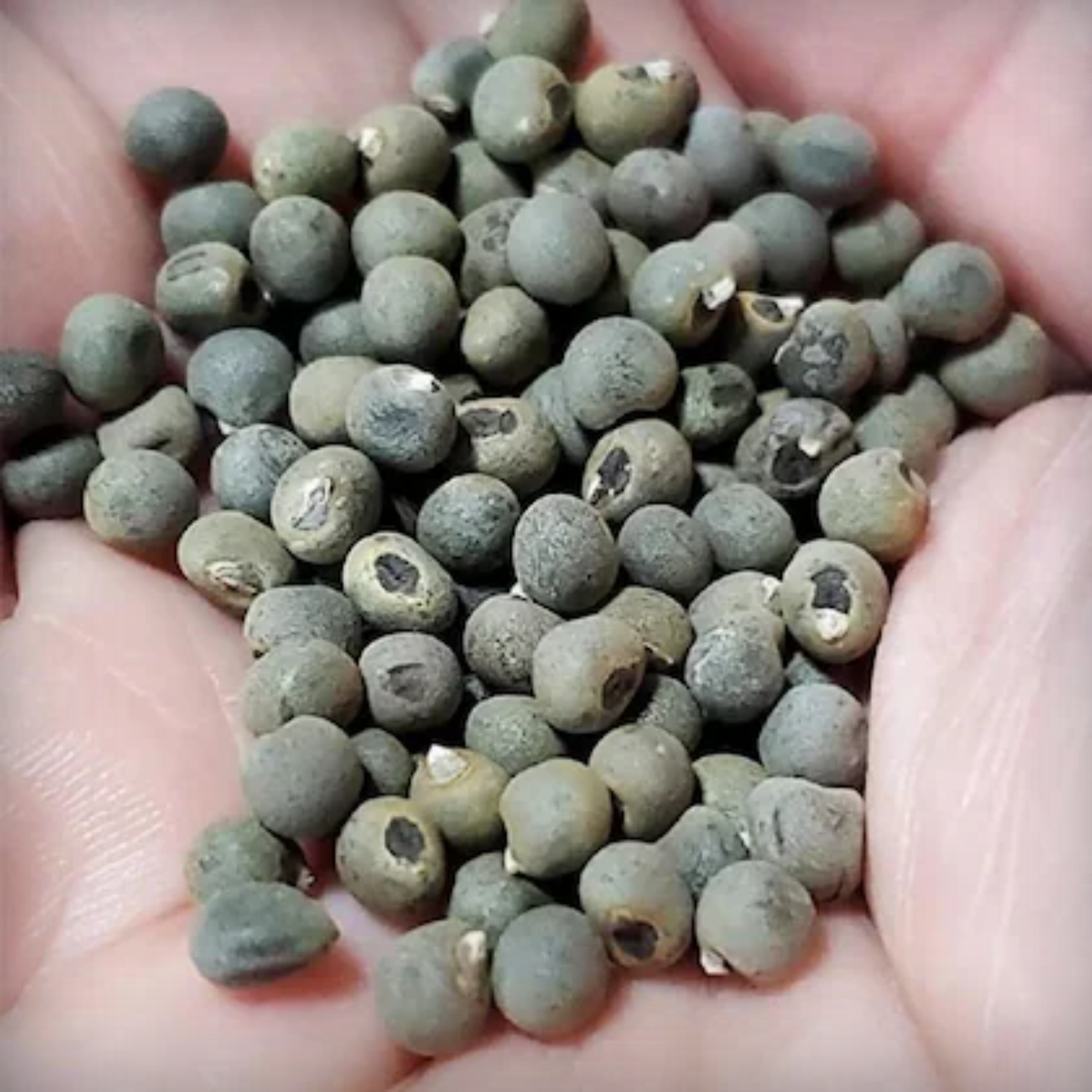 Lady Finger Seeds - 50 Seeds