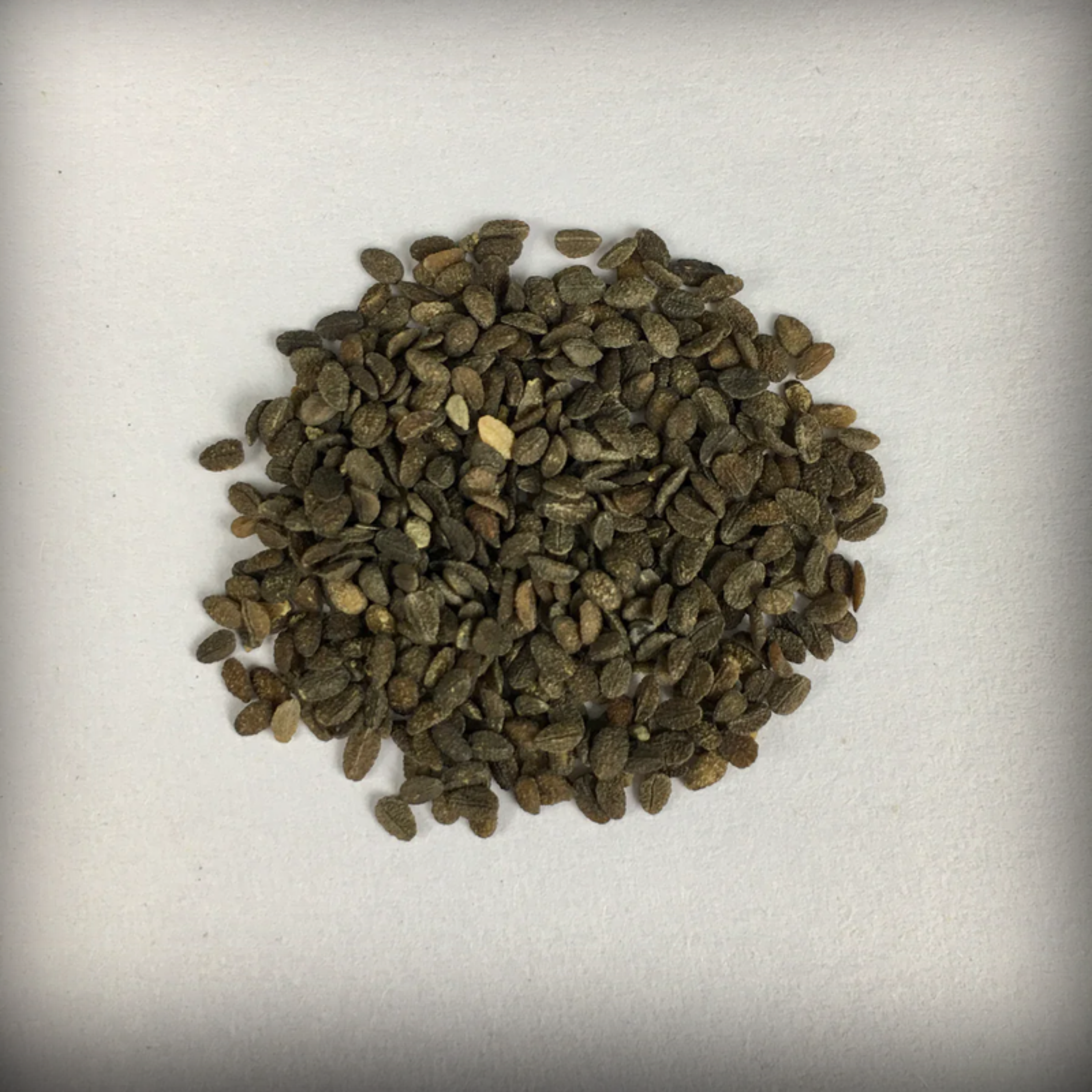 Phlox Seeds - 50 Seeds
