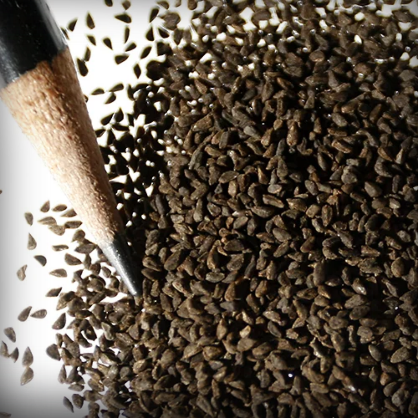 Godetia Seeds - 50 Seeds