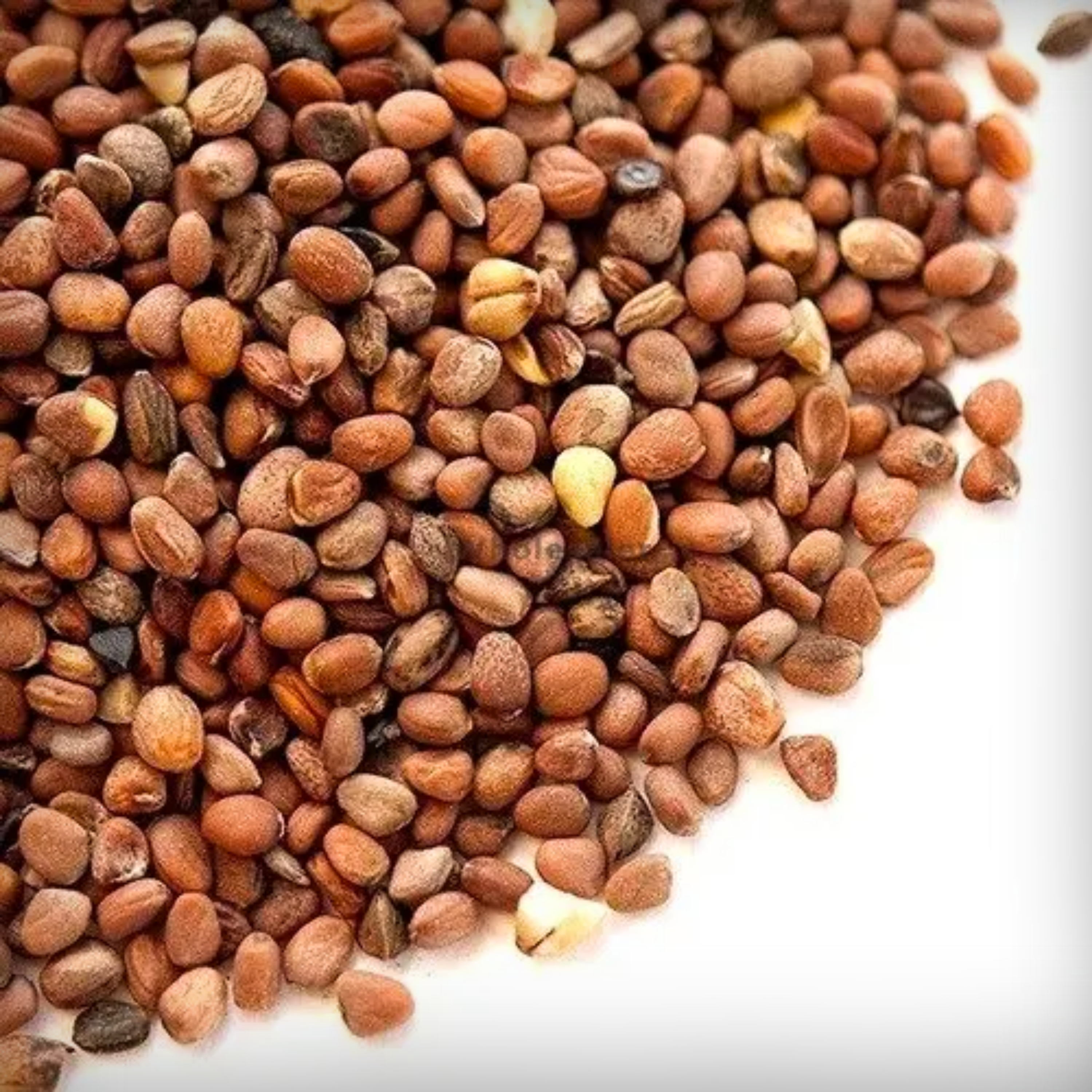Hybrid Radish Scarlet Globe Seeds - 50 Seeds