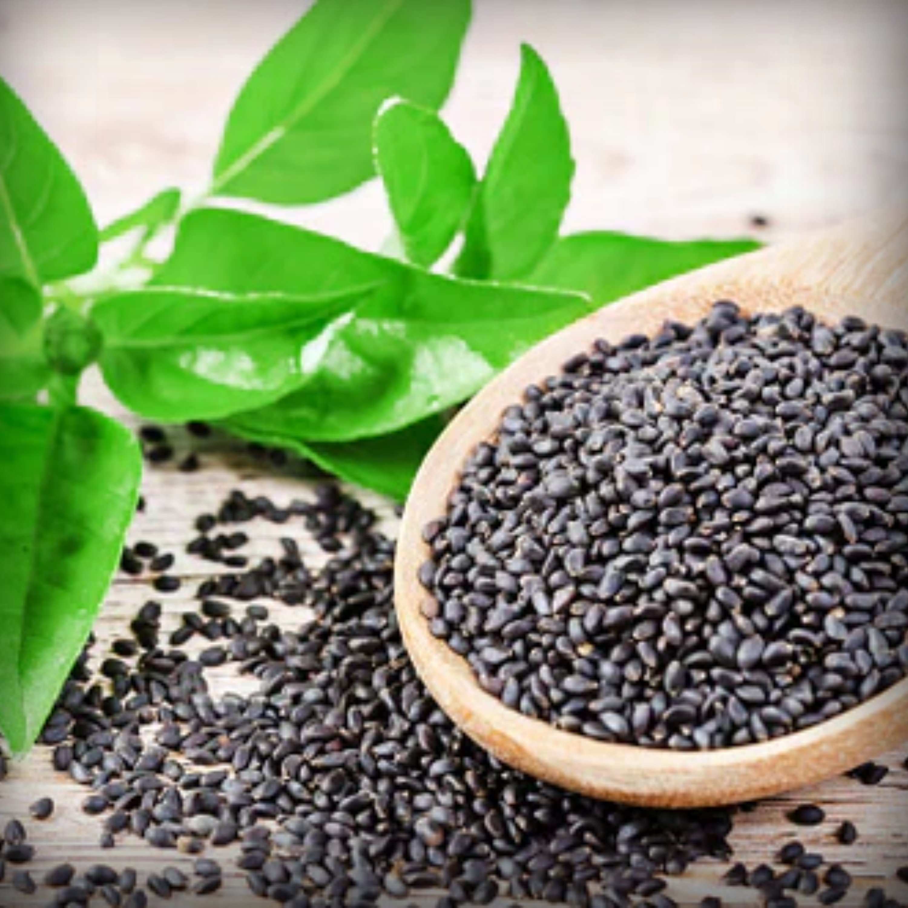Hybrid Lemon Basil Seeds - 50 Seeds