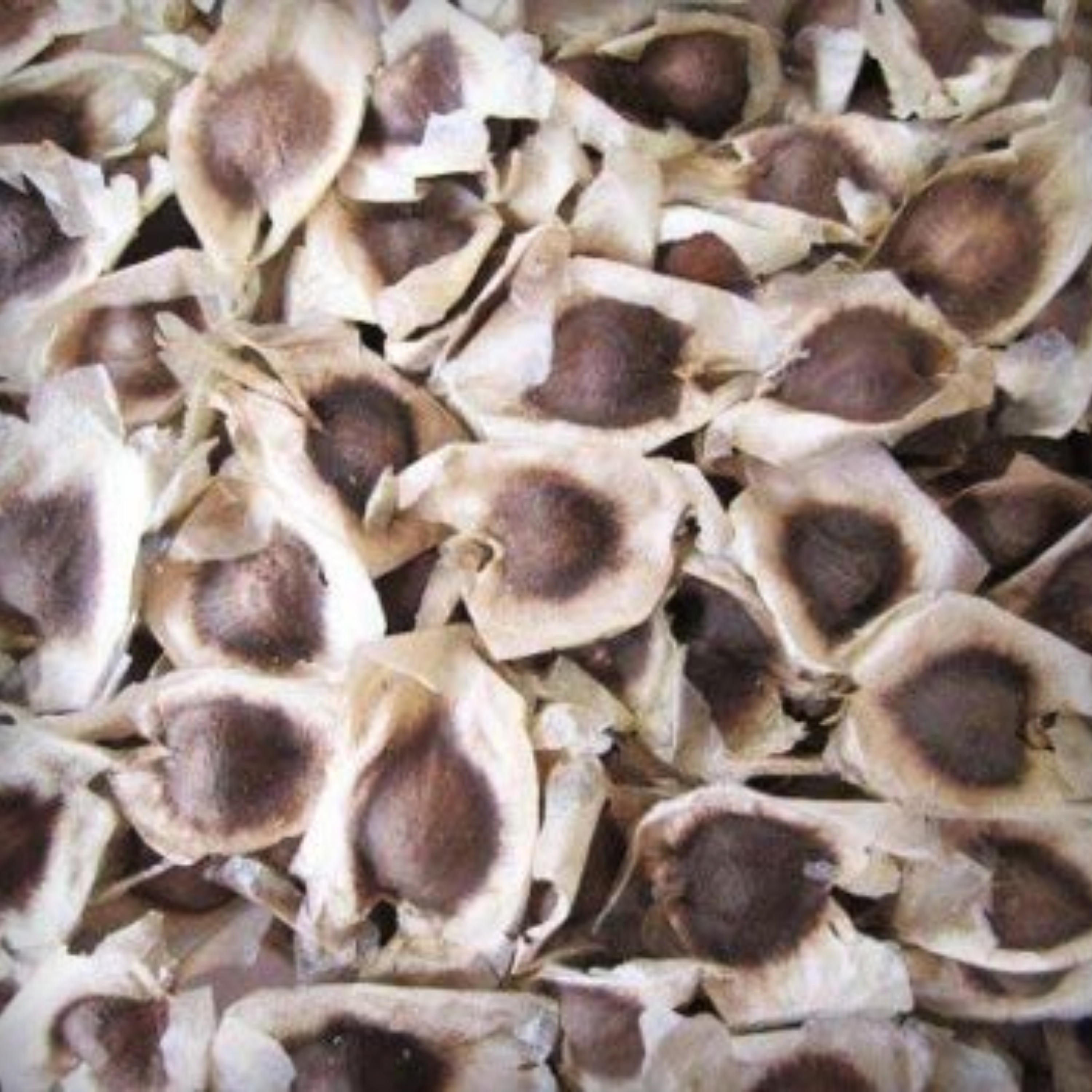 Drum Stick Seeds - 10 Seeds