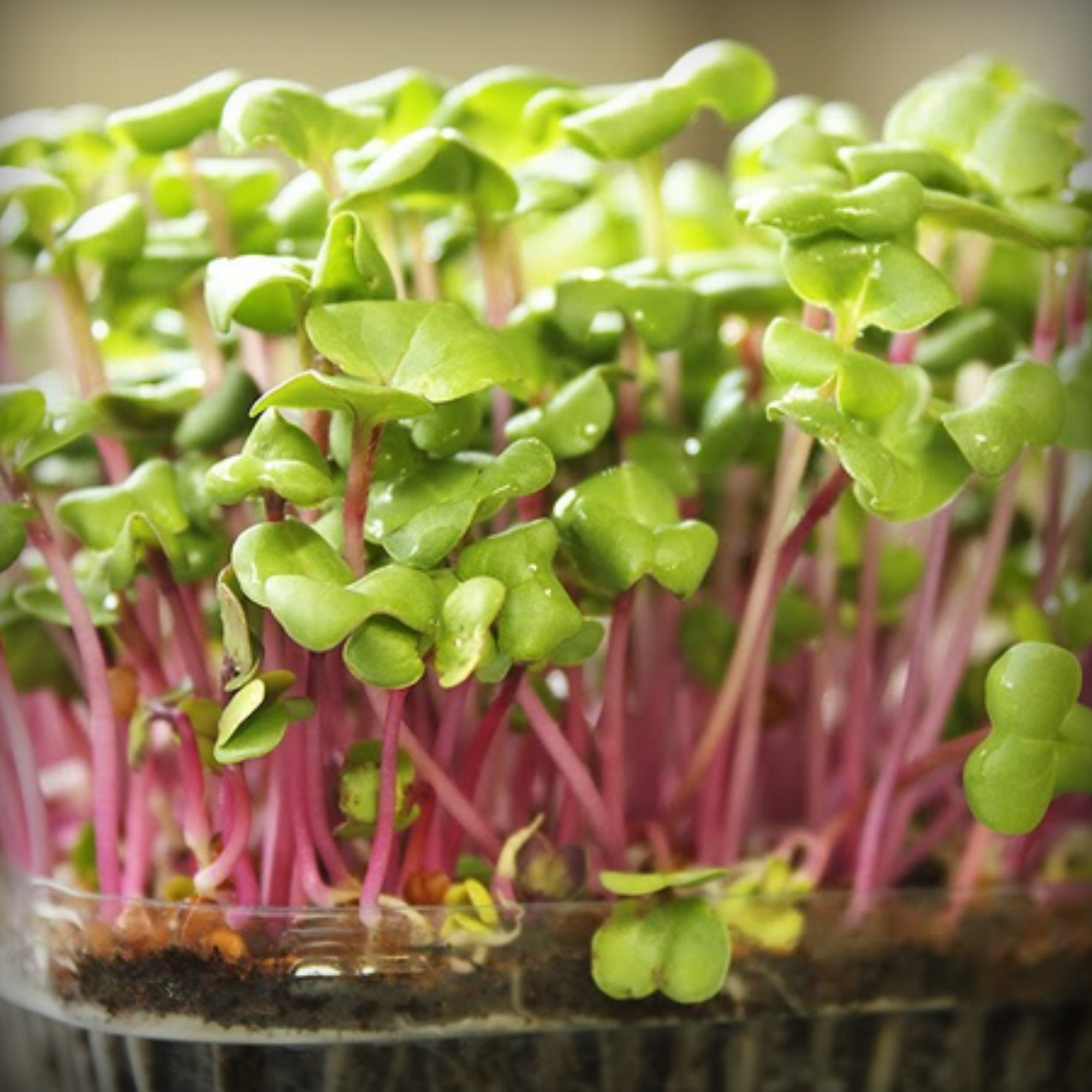 Cabbage Red Microgreen Seeds – 50g