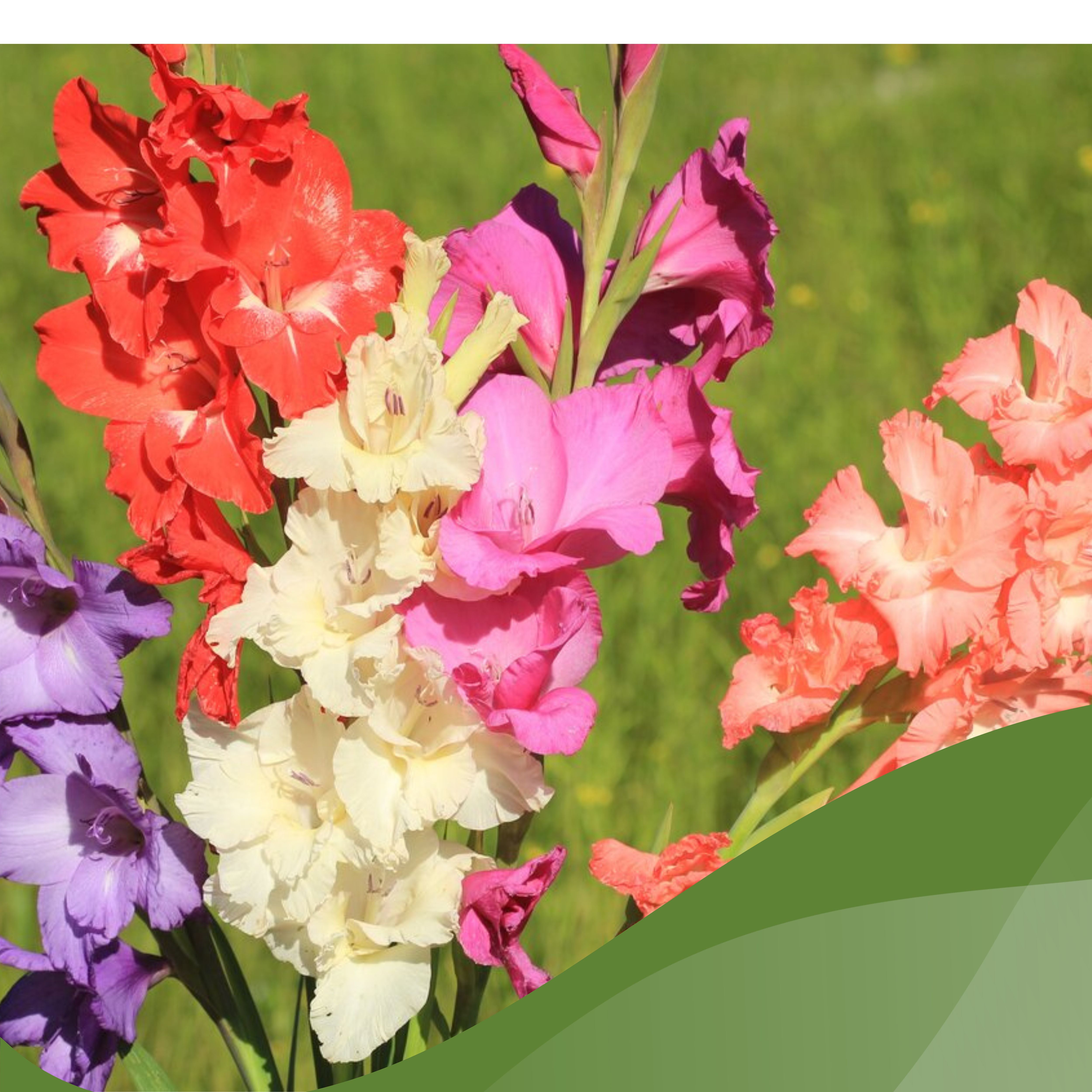 Gladiolus Flowering Bulbs - Multicolor Bulbs