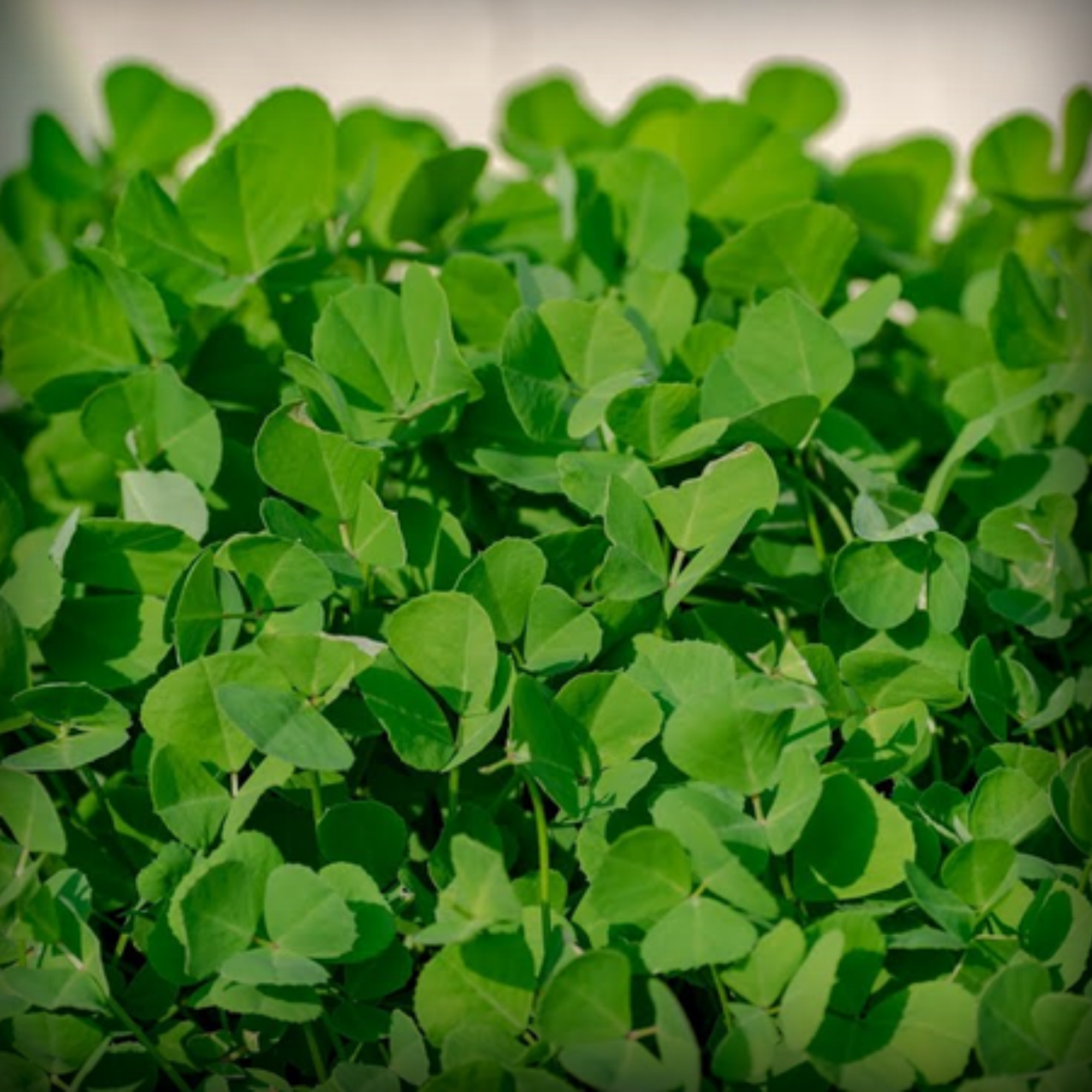 Fenugreek Microgreen Seeds – 50g