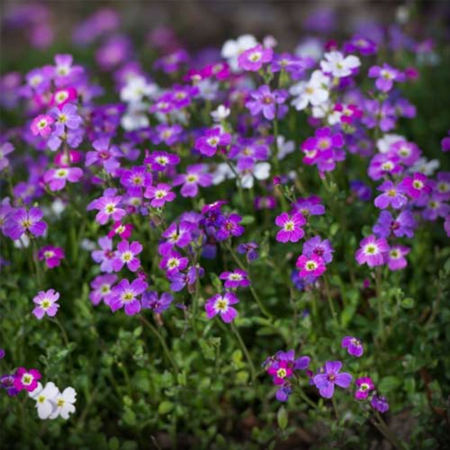 Cheiranthus Maritimus Seed – 100 Seeds