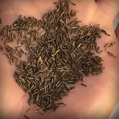 Verbena Seeds - 50 Seeds