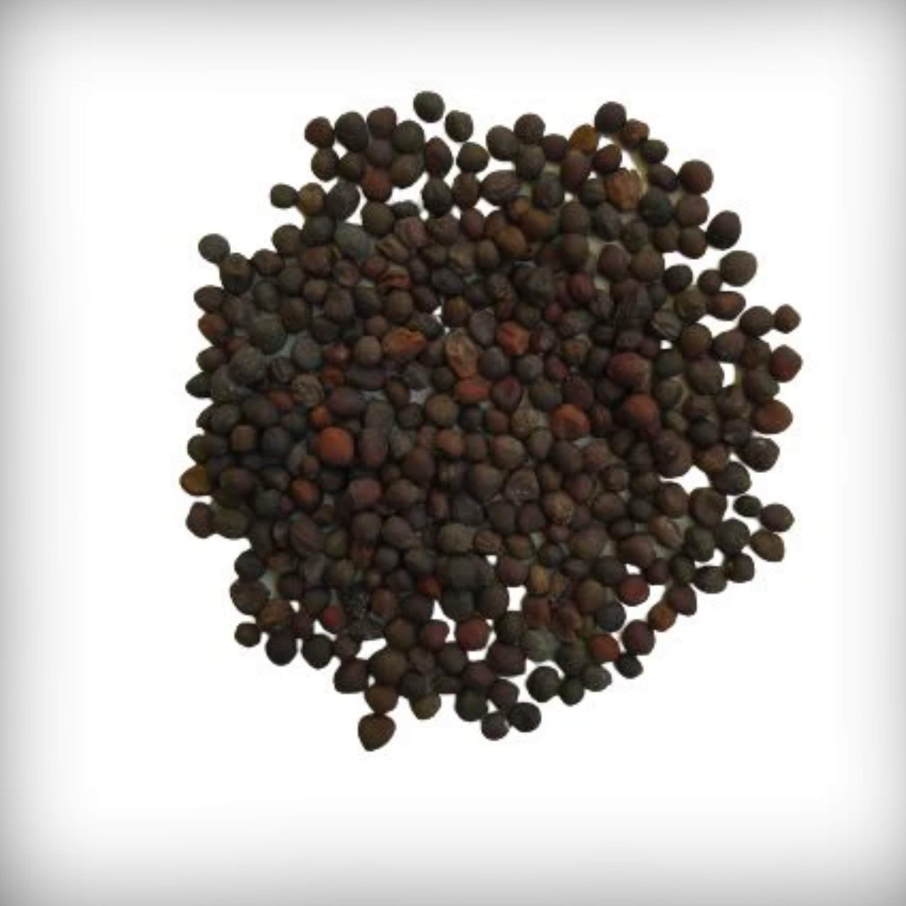 Hybrid Knol Khol Seeds - 25 Seeds