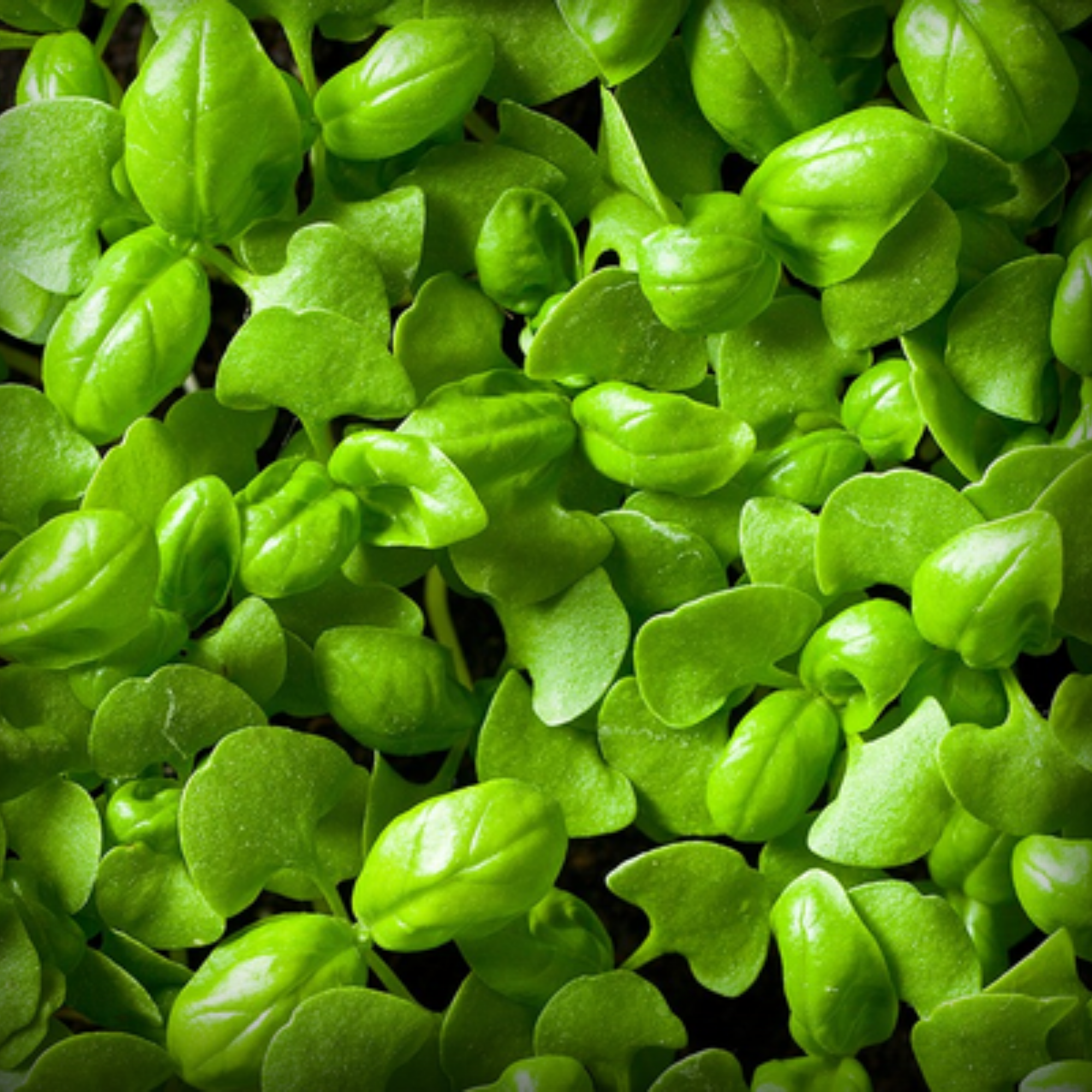 Basil Microgreen Seeds – 50g