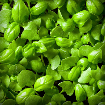 Basil Microgreen Seeds – 50g