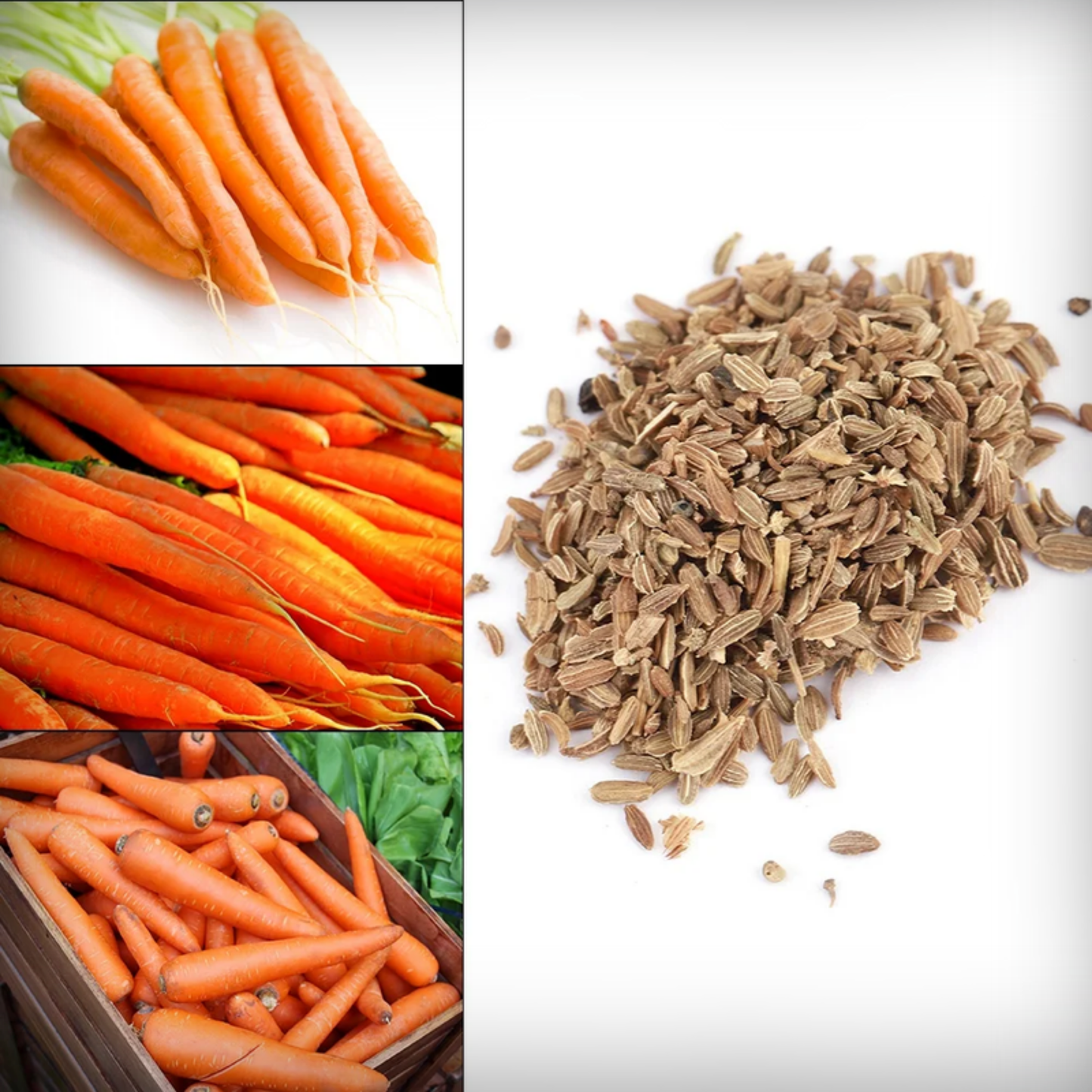 Ooty Carrot Seeds - 200 Seeds
