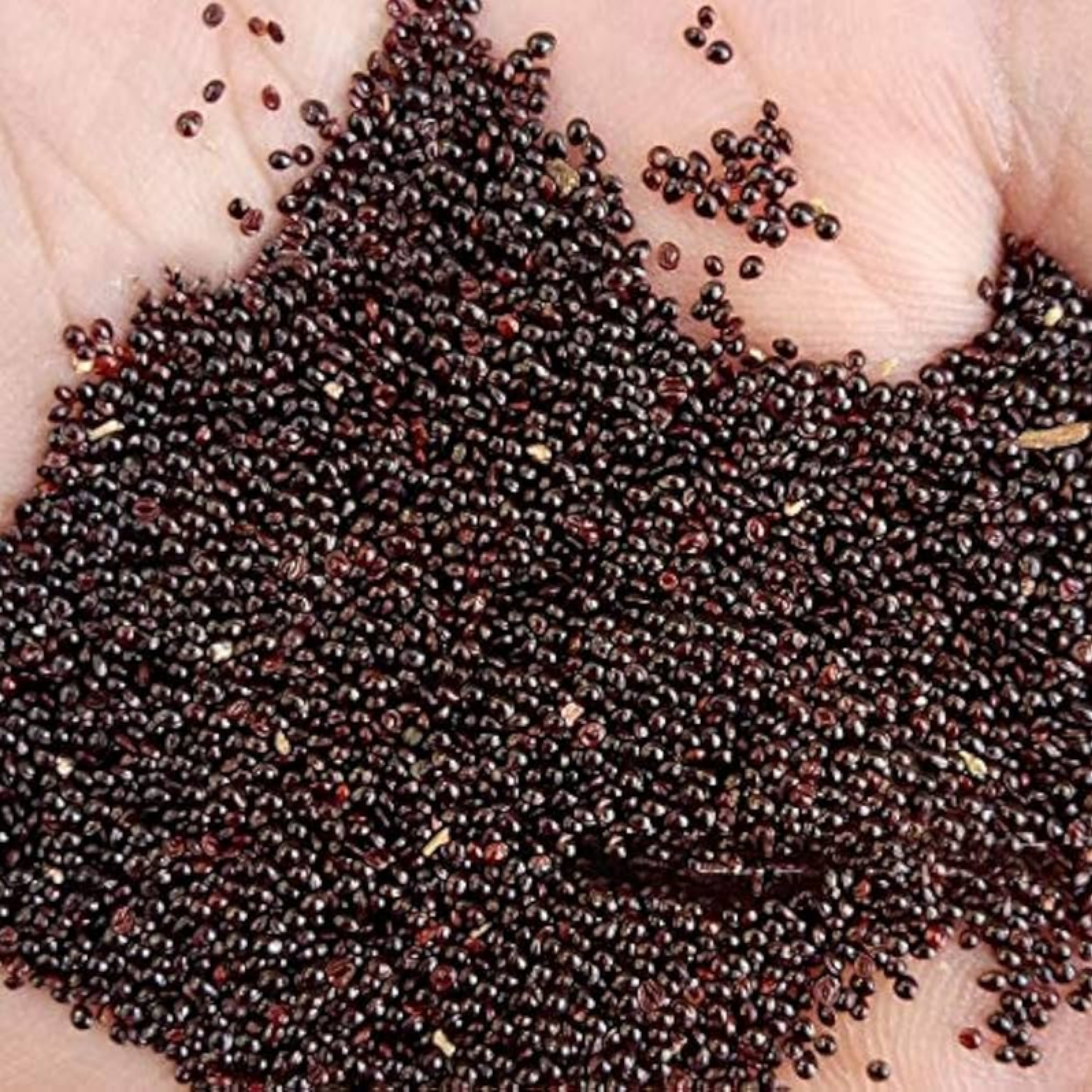 Baby Spinach Seeds - 500 Seeds