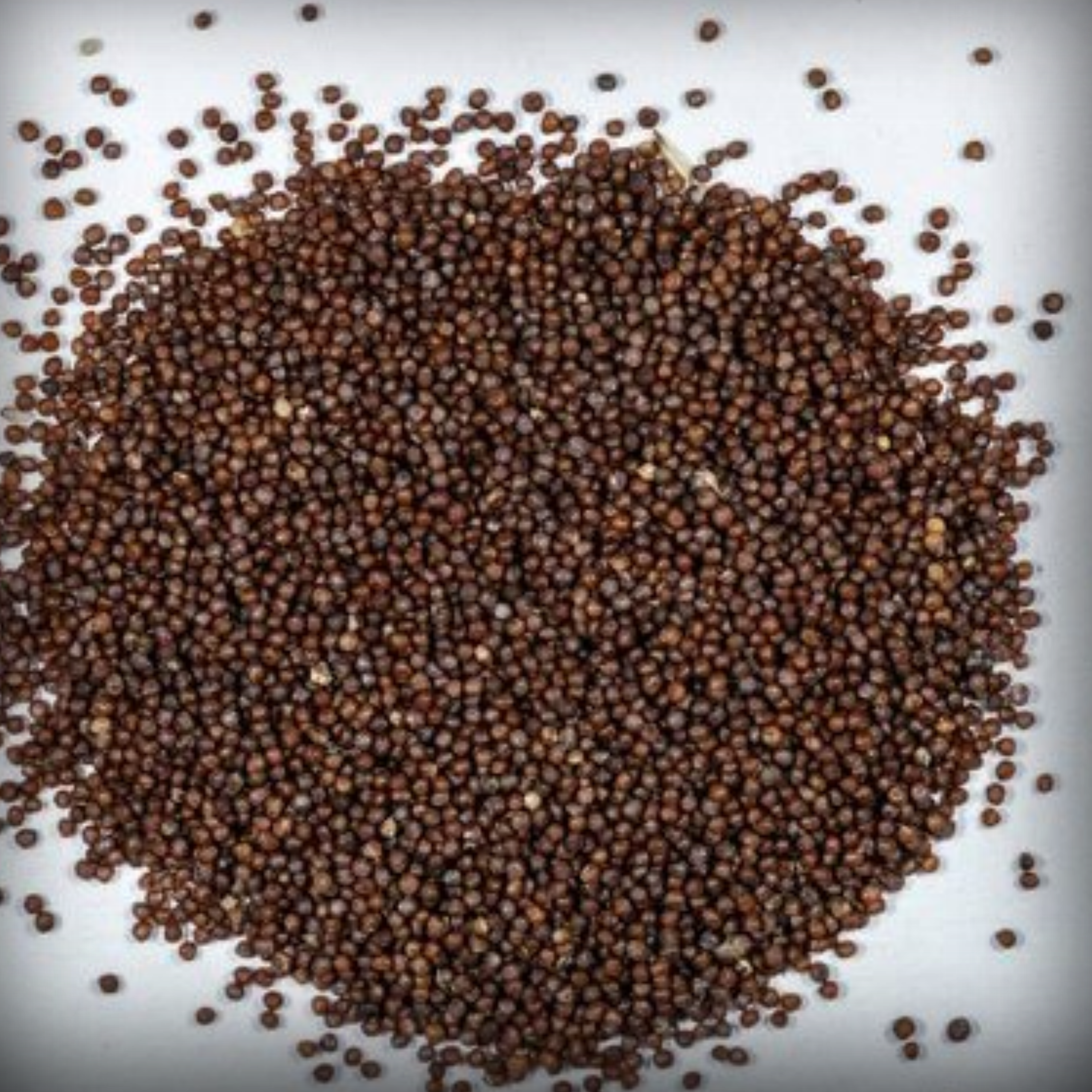 Petunia Seeds - 50 Seeds