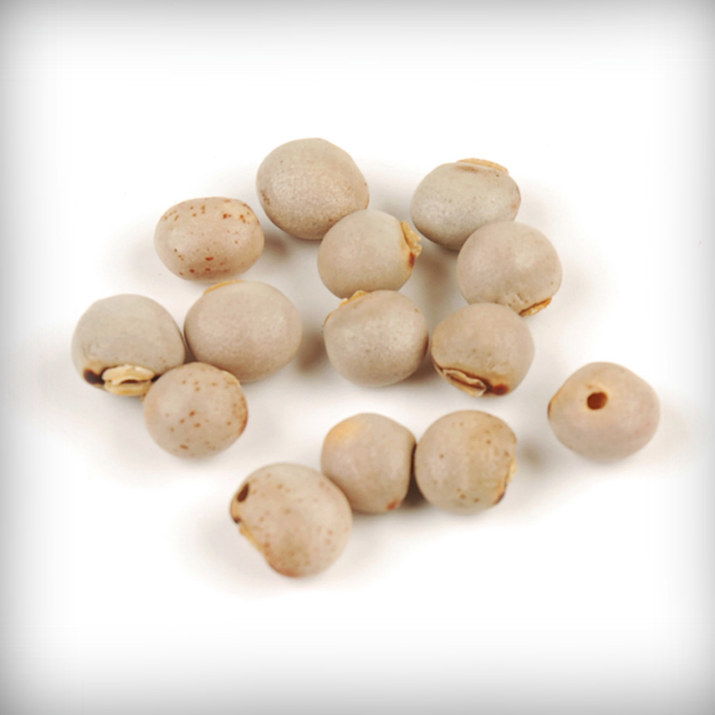 Pigeon Pea Seeds - 20 Seeds