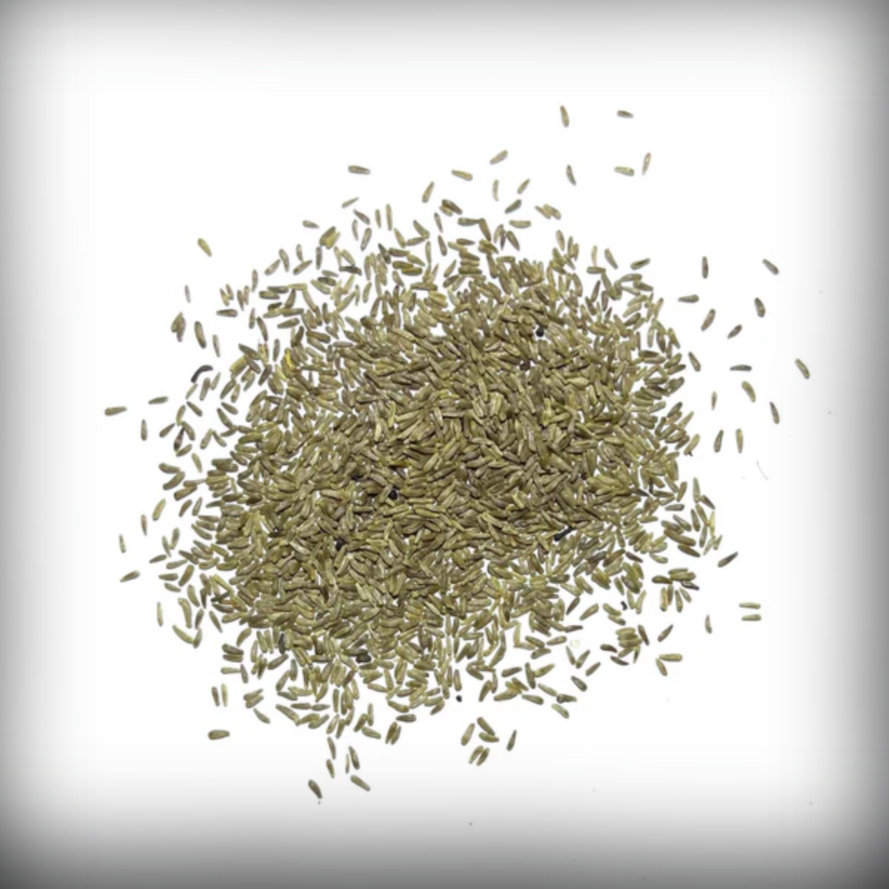 Chrysanthemum Paludosum Seeds - 50 Seeds