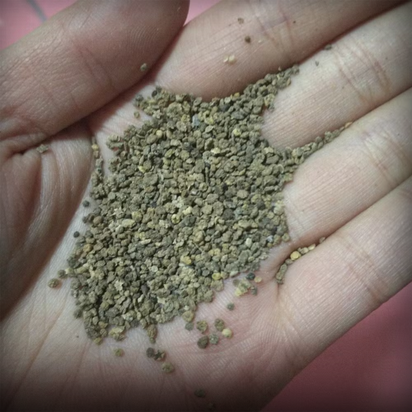 Kochia Seeds - 50 Seeds