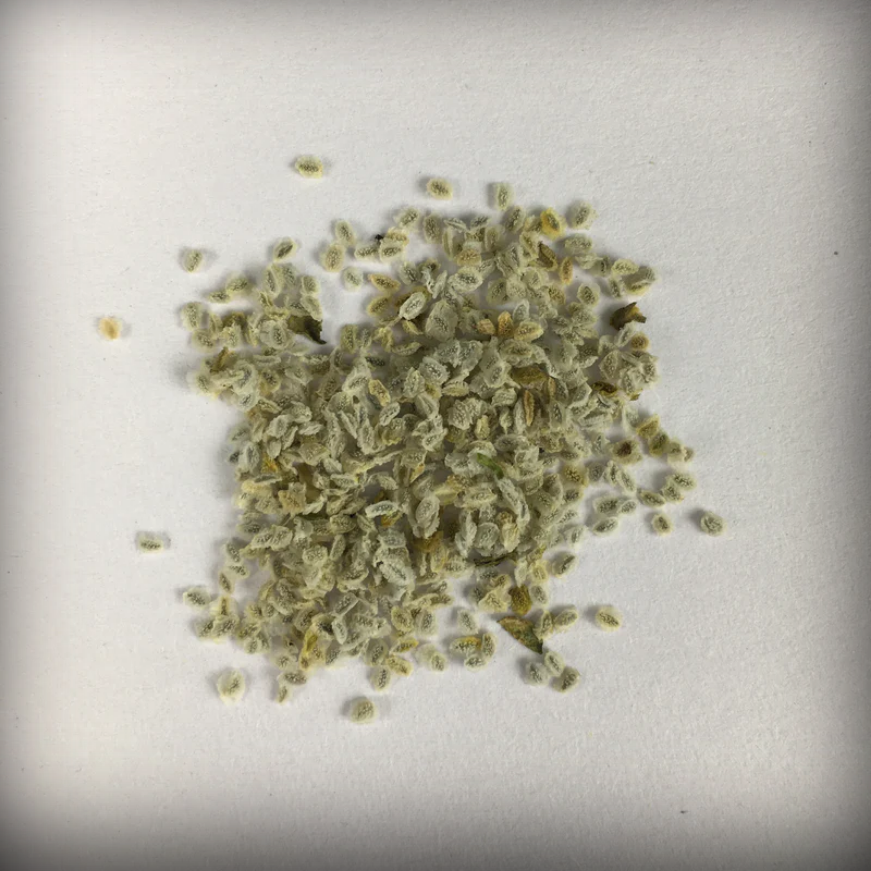 Nemesia Seeds - 50 Seeds