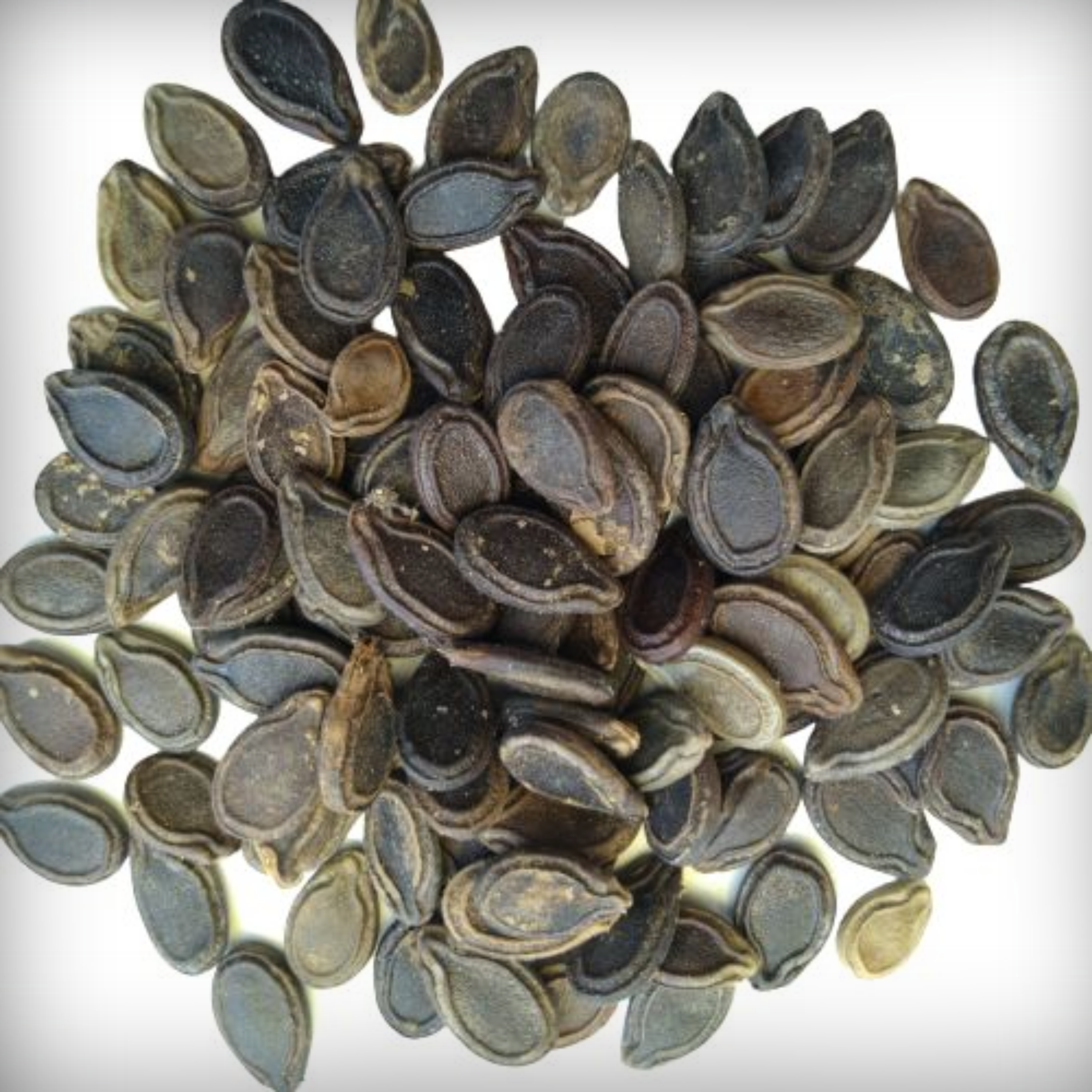 Hybrid Tinda Seeds - 10 Seeds