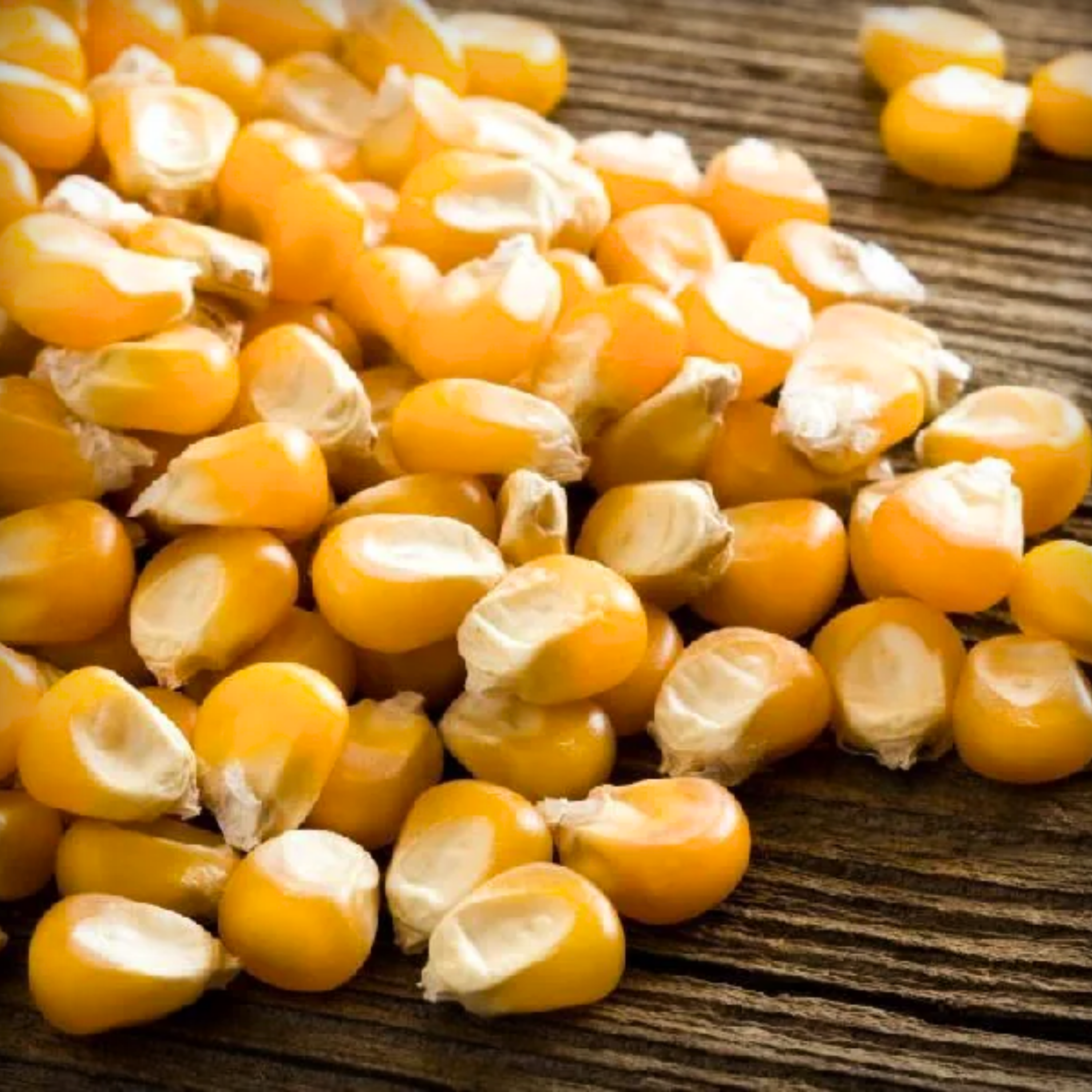 Hybrid Maize Seeds - 20 Seeds