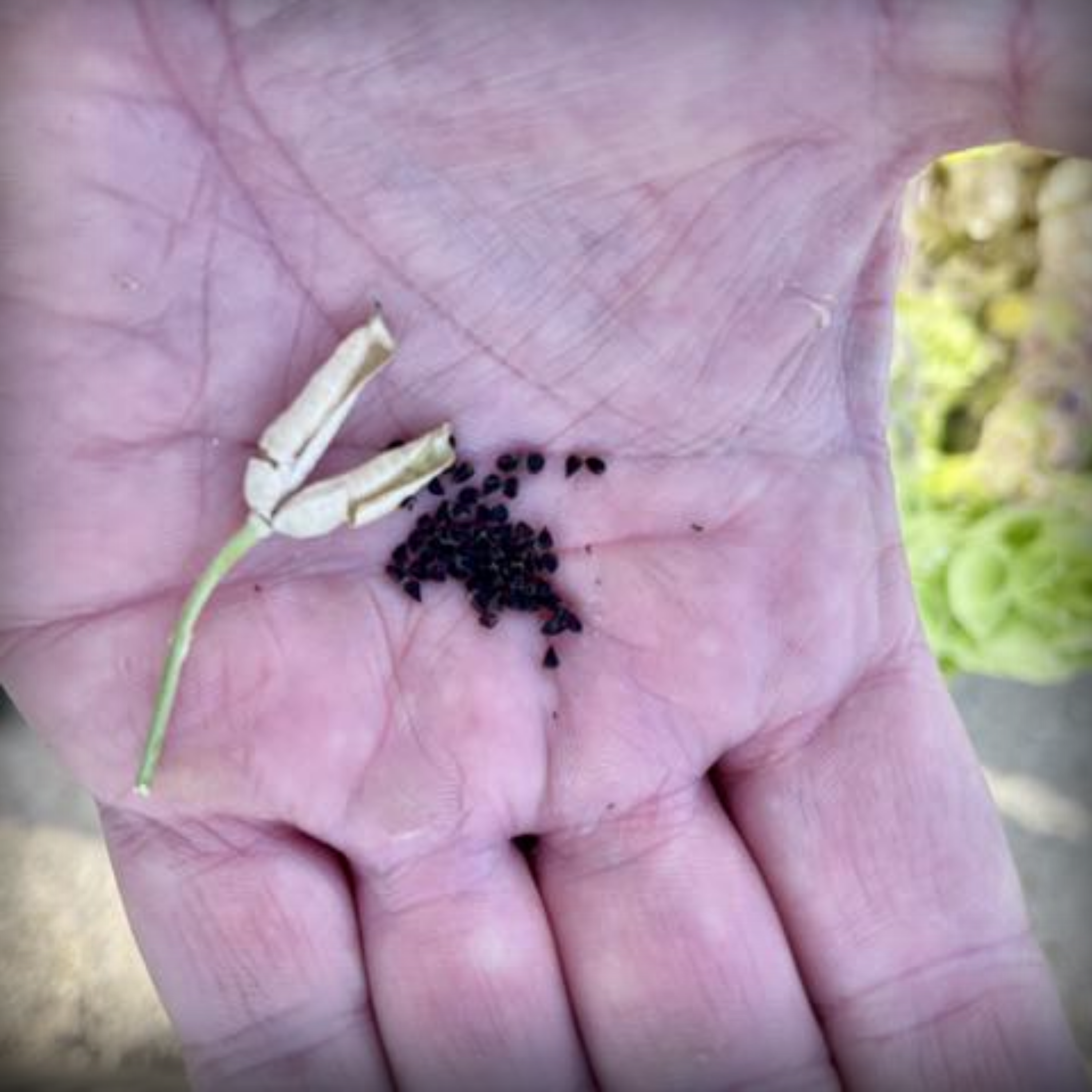 Delphinium Seed - 50 Seeds