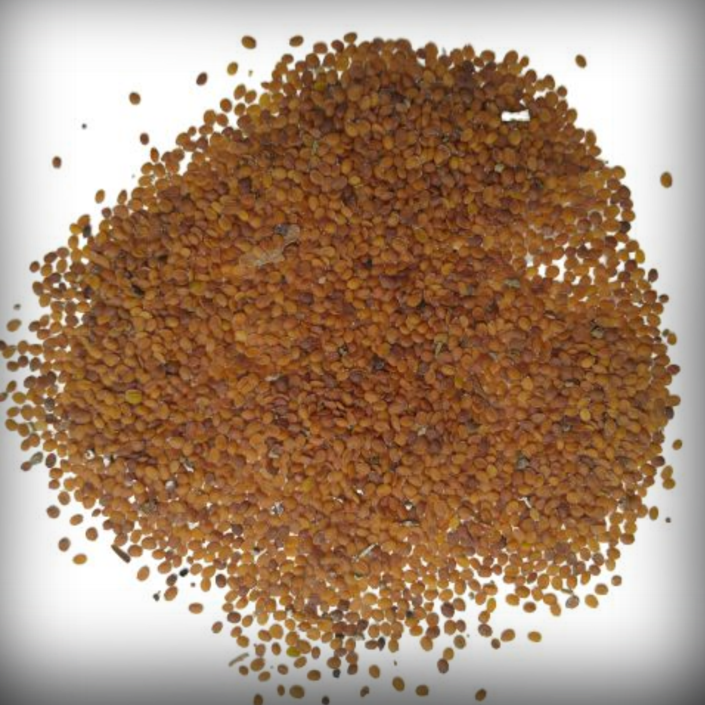 Allysum Seed - 50 Seeds