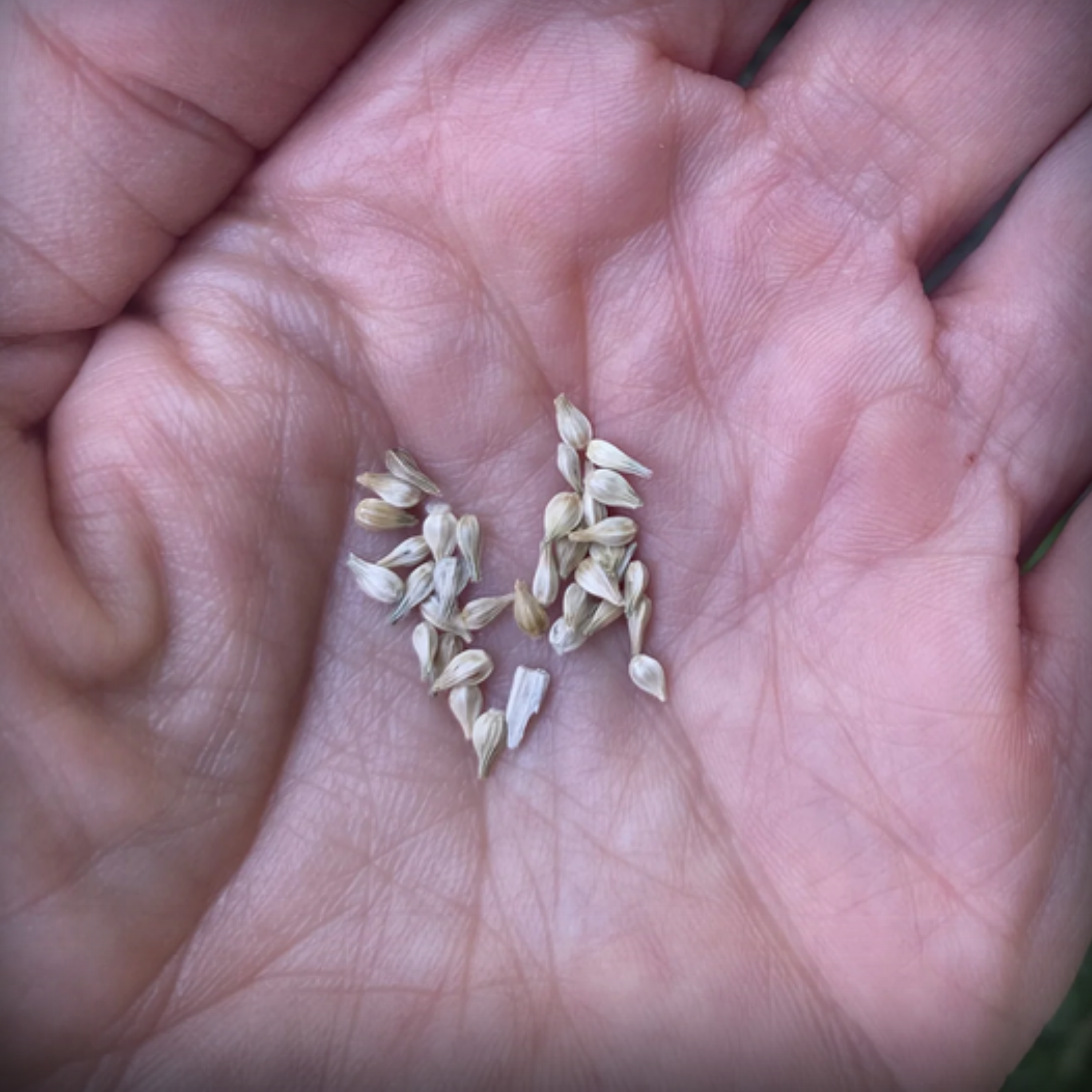 Gomphrena Seeds - 50 Seeds