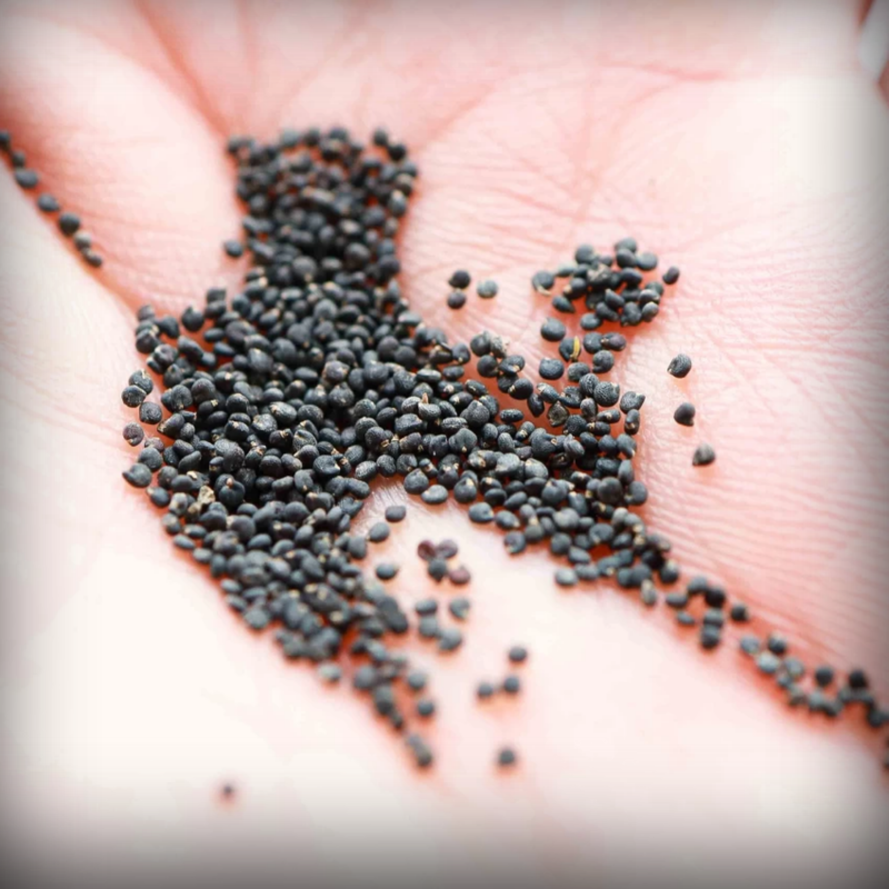 Portulaca Seeds - 50 Seeds