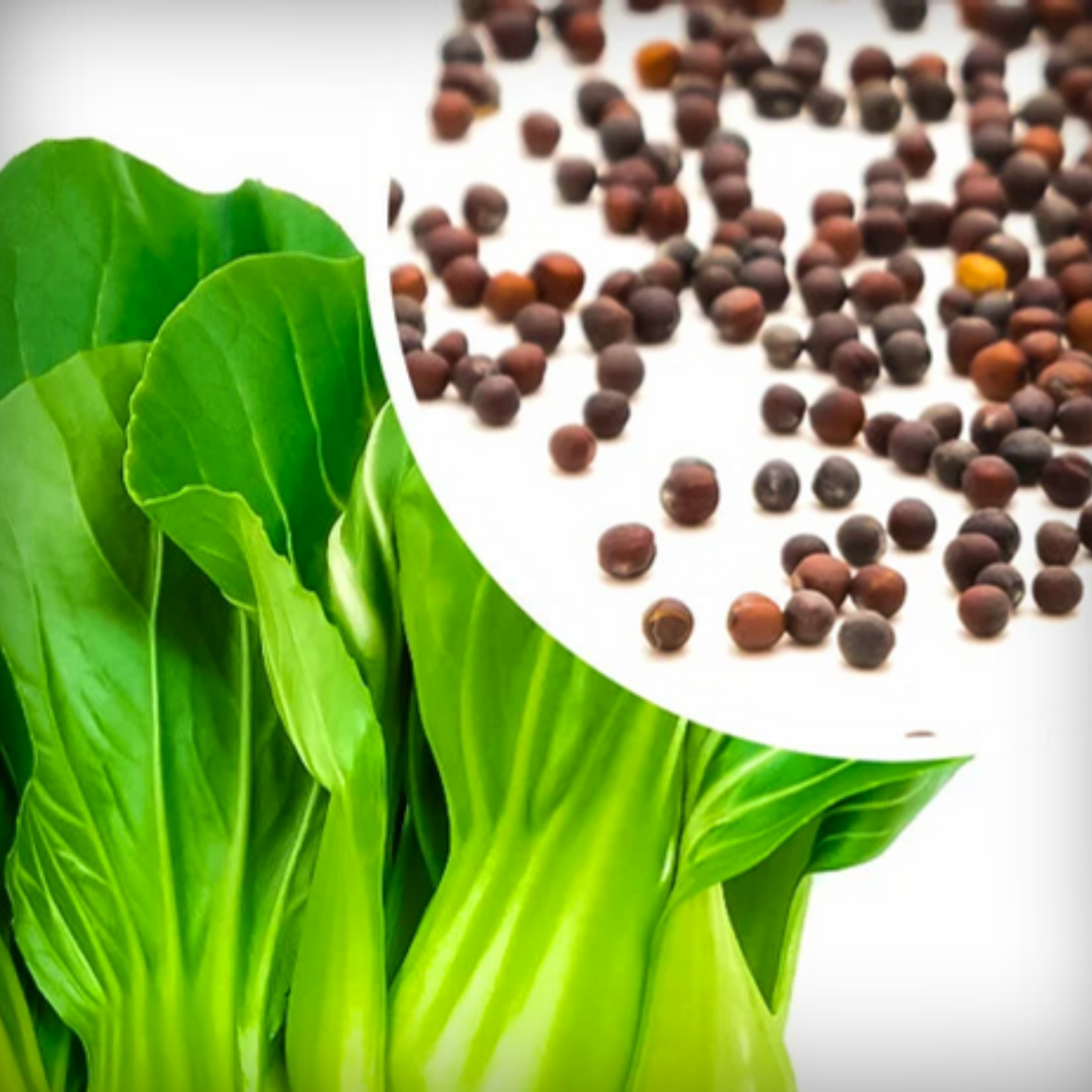 Hybrid Pak Choi Seeds - 20 Seeds