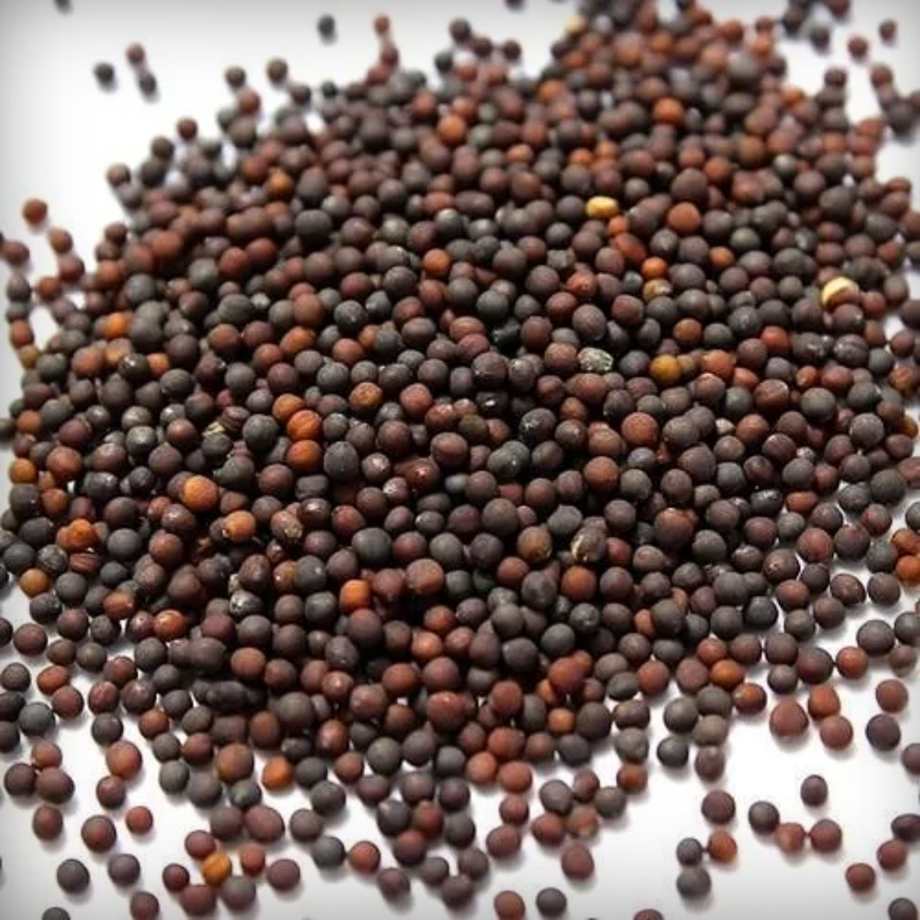 Hybrid Cauliflower Seeds - 25 Seeds