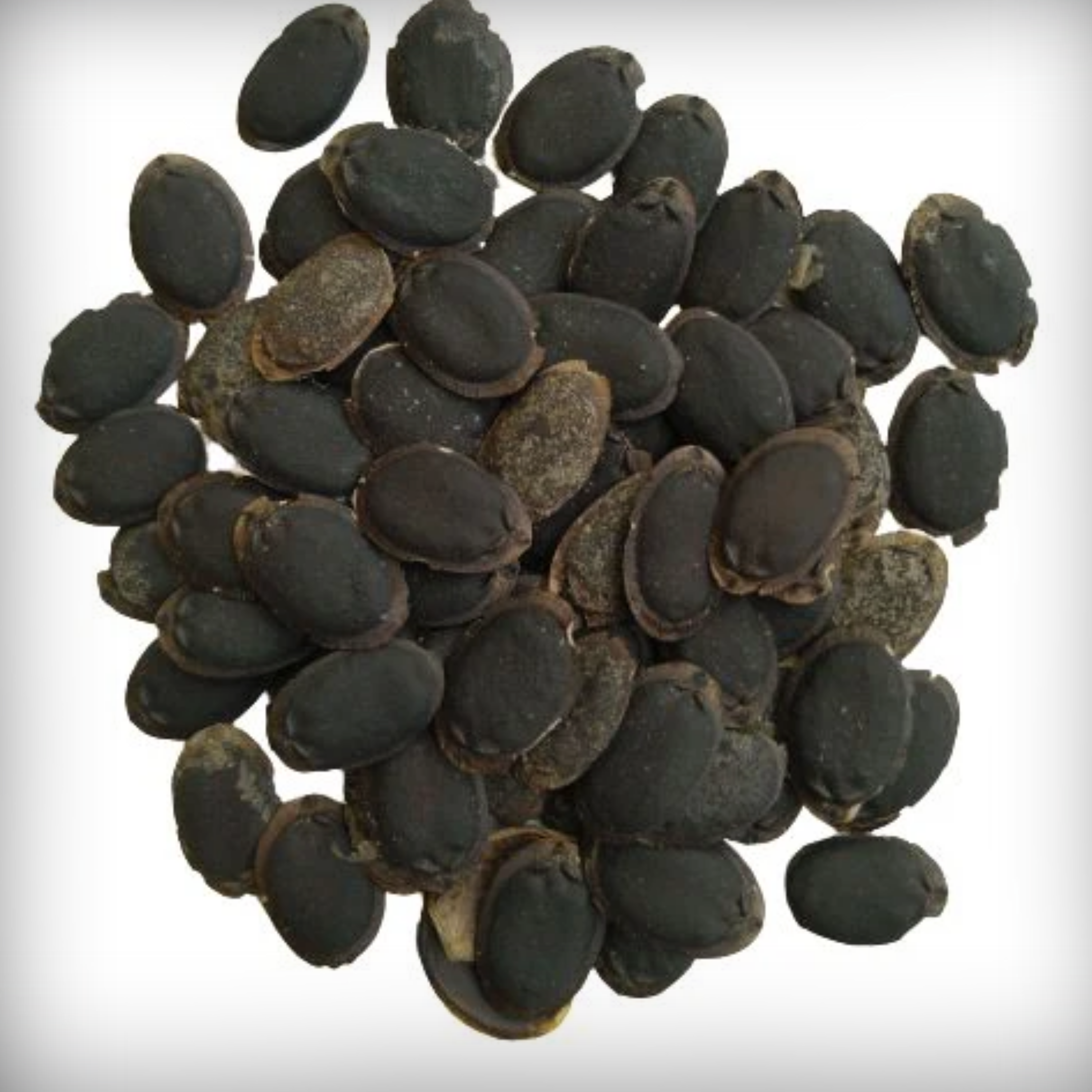 Hybrid Sponge Gourd Seeds - 10 Seeds