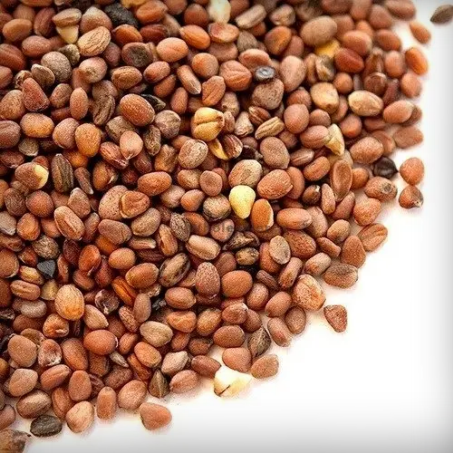 Radish Scarlet Globe Seeds - 200 Seeds