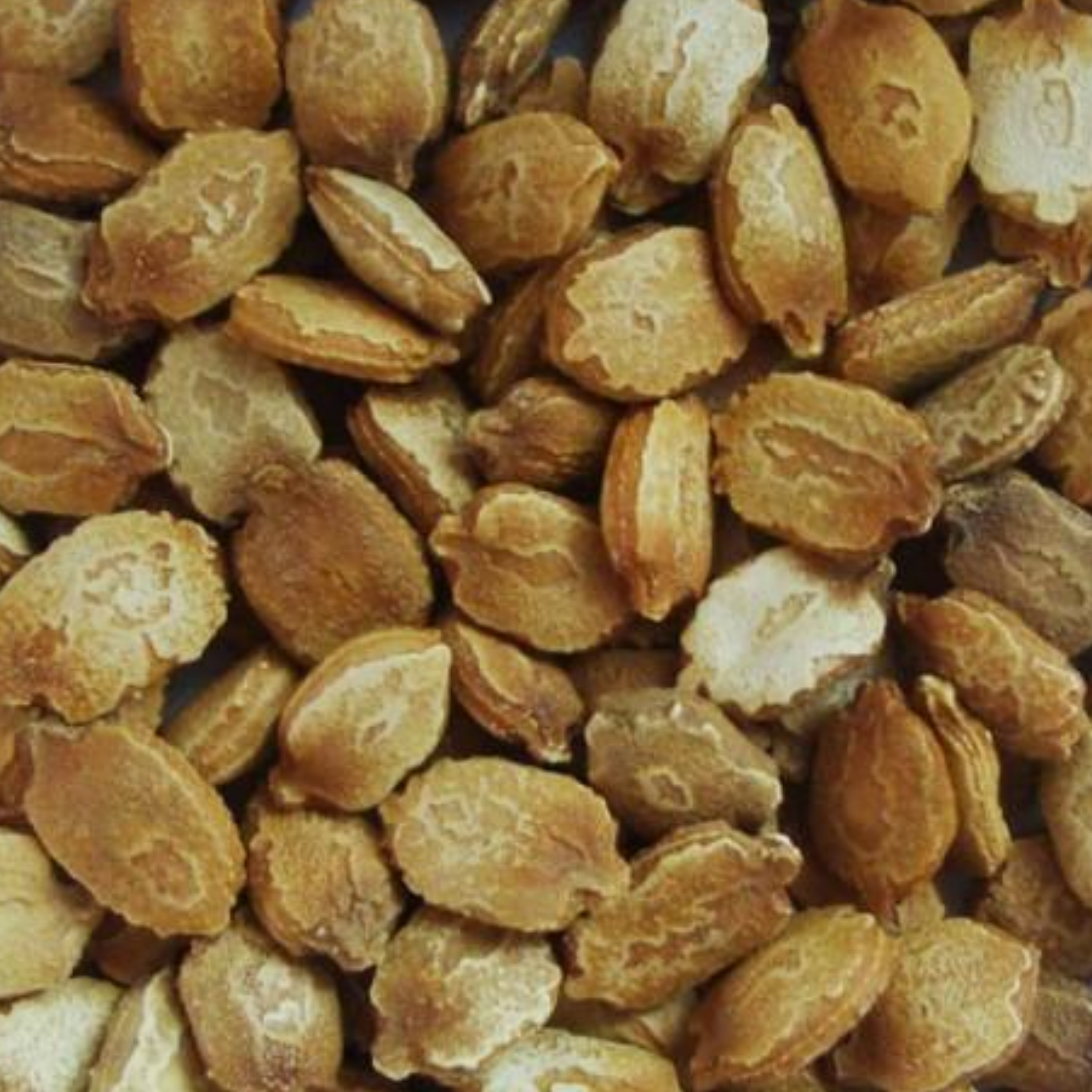 Bitter Gourd Seeds - 20 Seeds