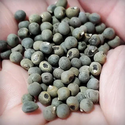 Hybrid Lady Finger Seeds - 25 Seeds