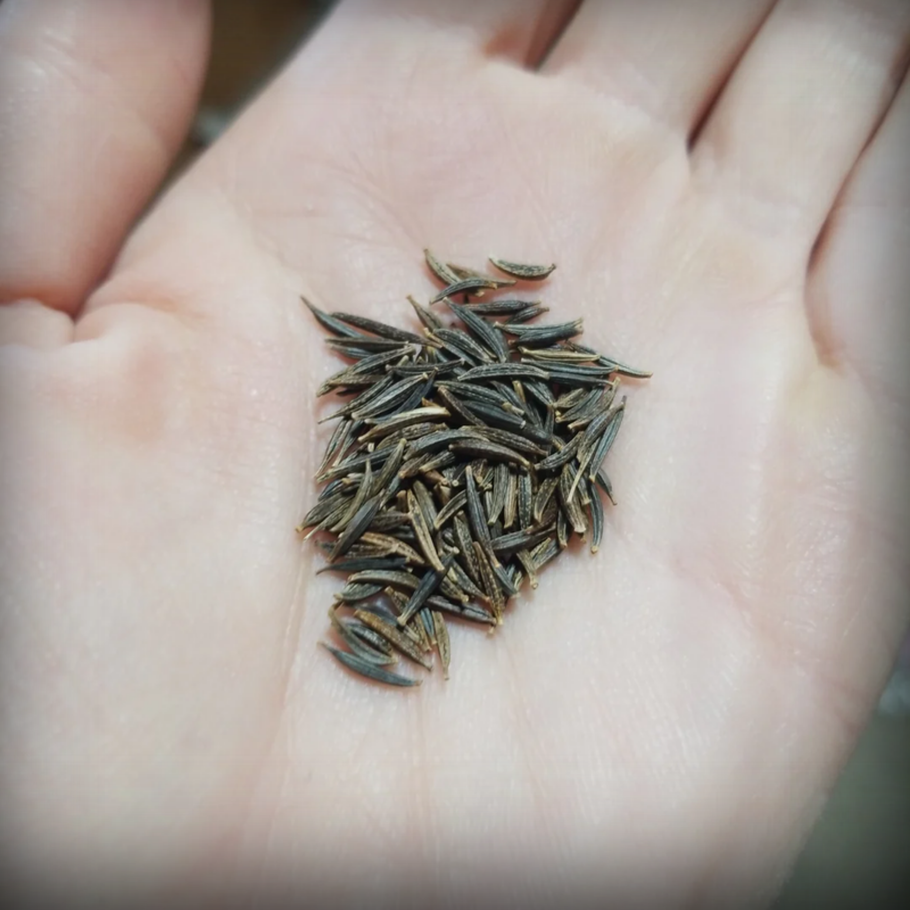 Cosmos Bright Yellow Seeds - 20 Seeds