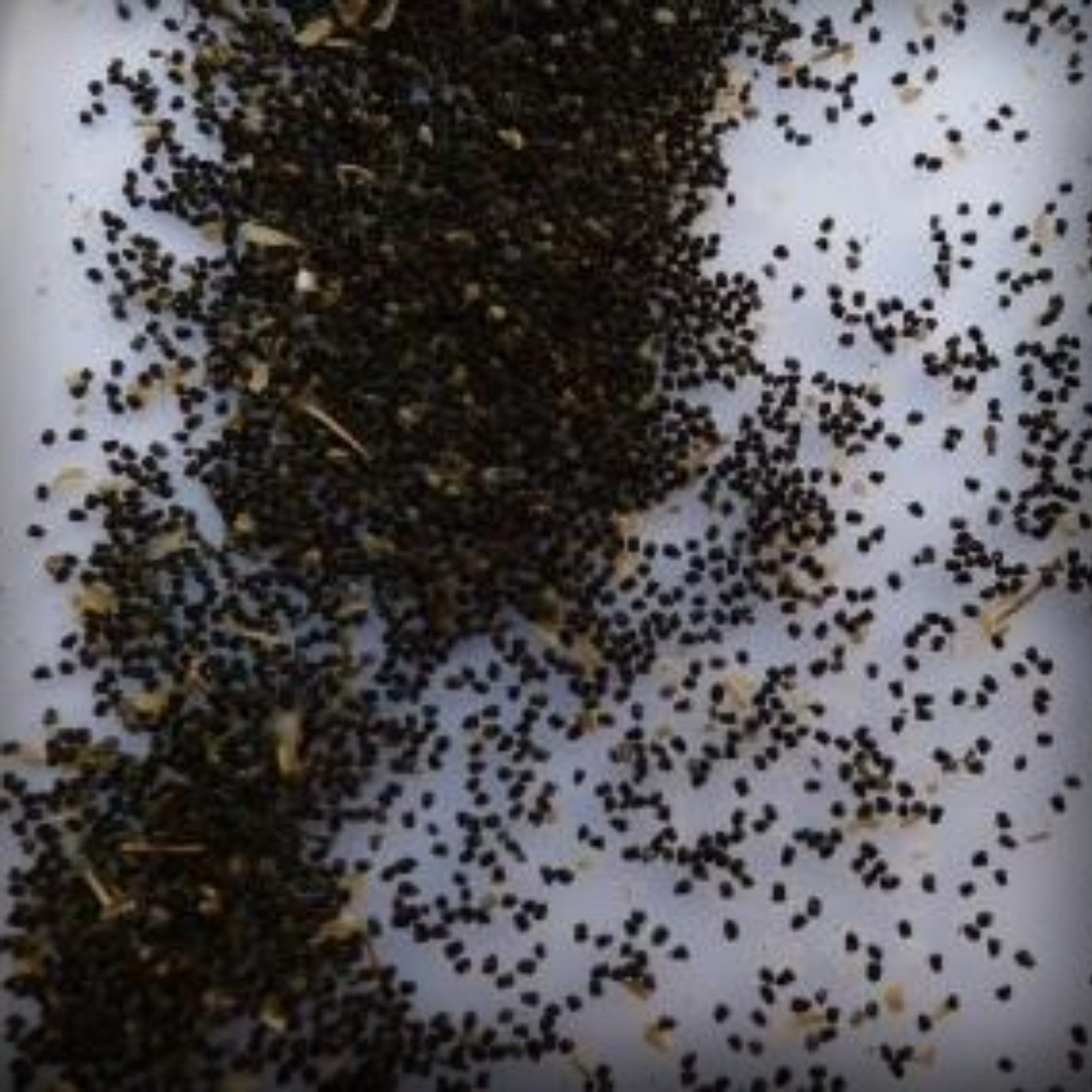Antirrhinum Seeds - 50 Seeds
