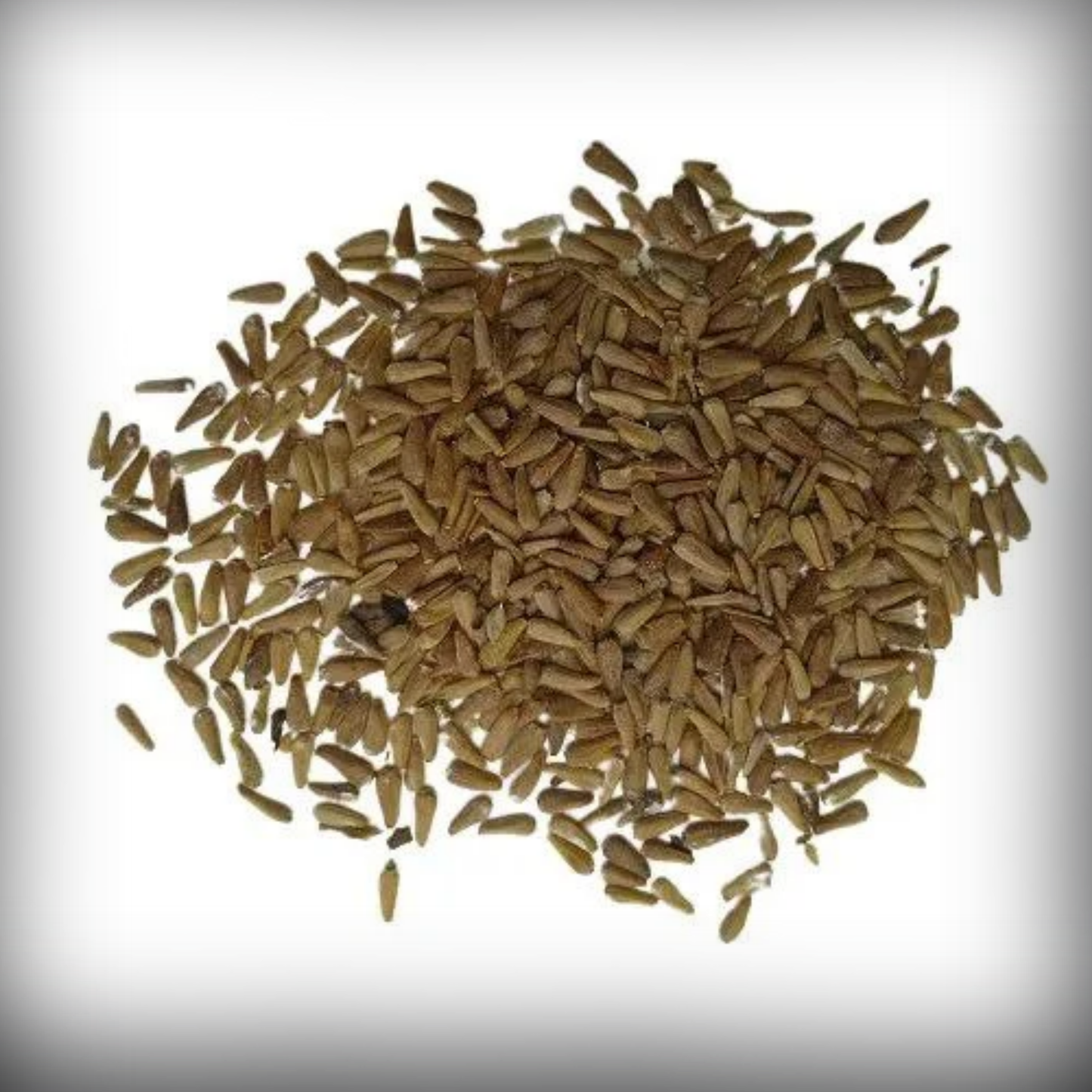Aster Flower Seeds - 50 Seeds
