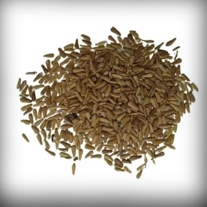 Aster Flower Seeds - 50 Seeds
