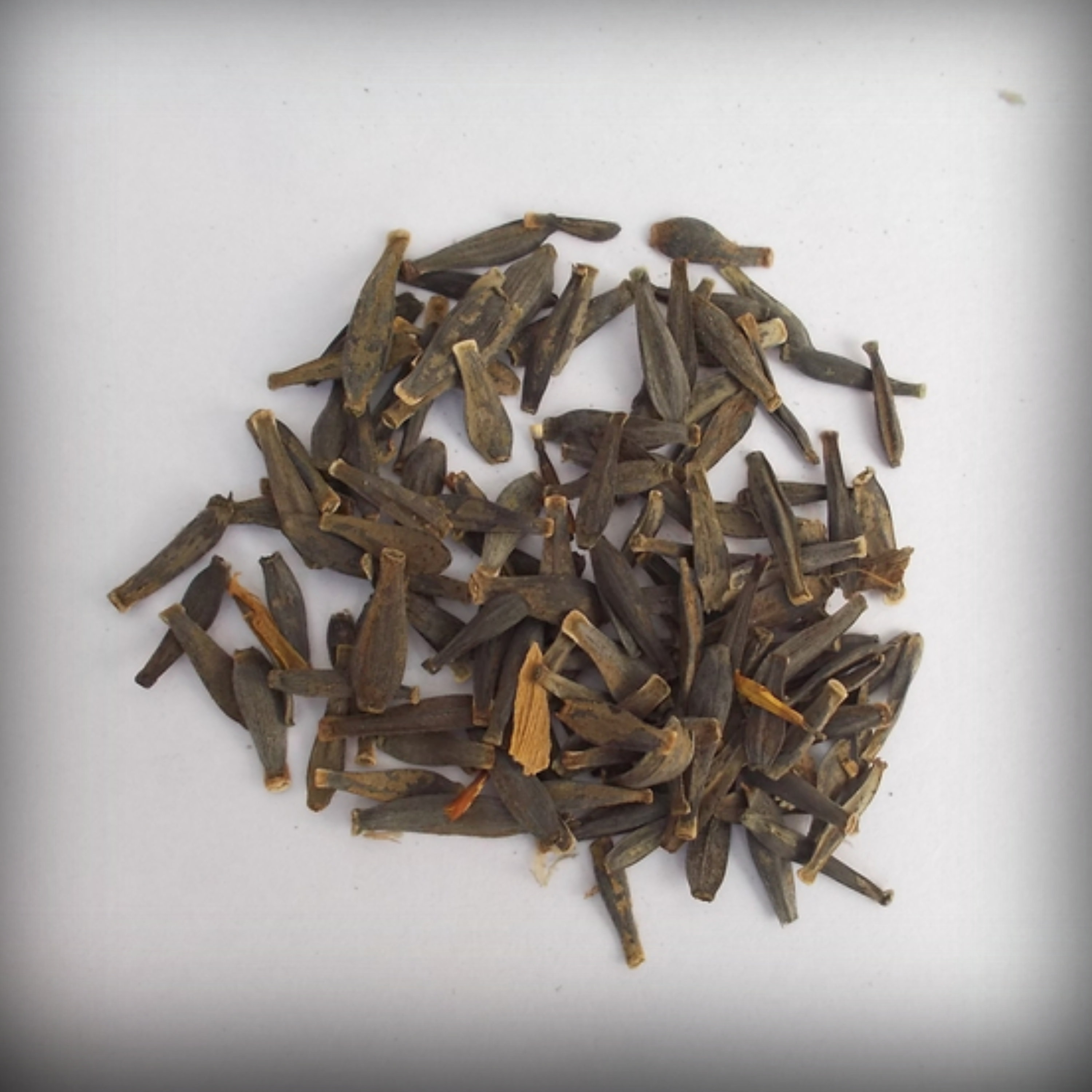 Dahlia Seeds - 50 Seeds