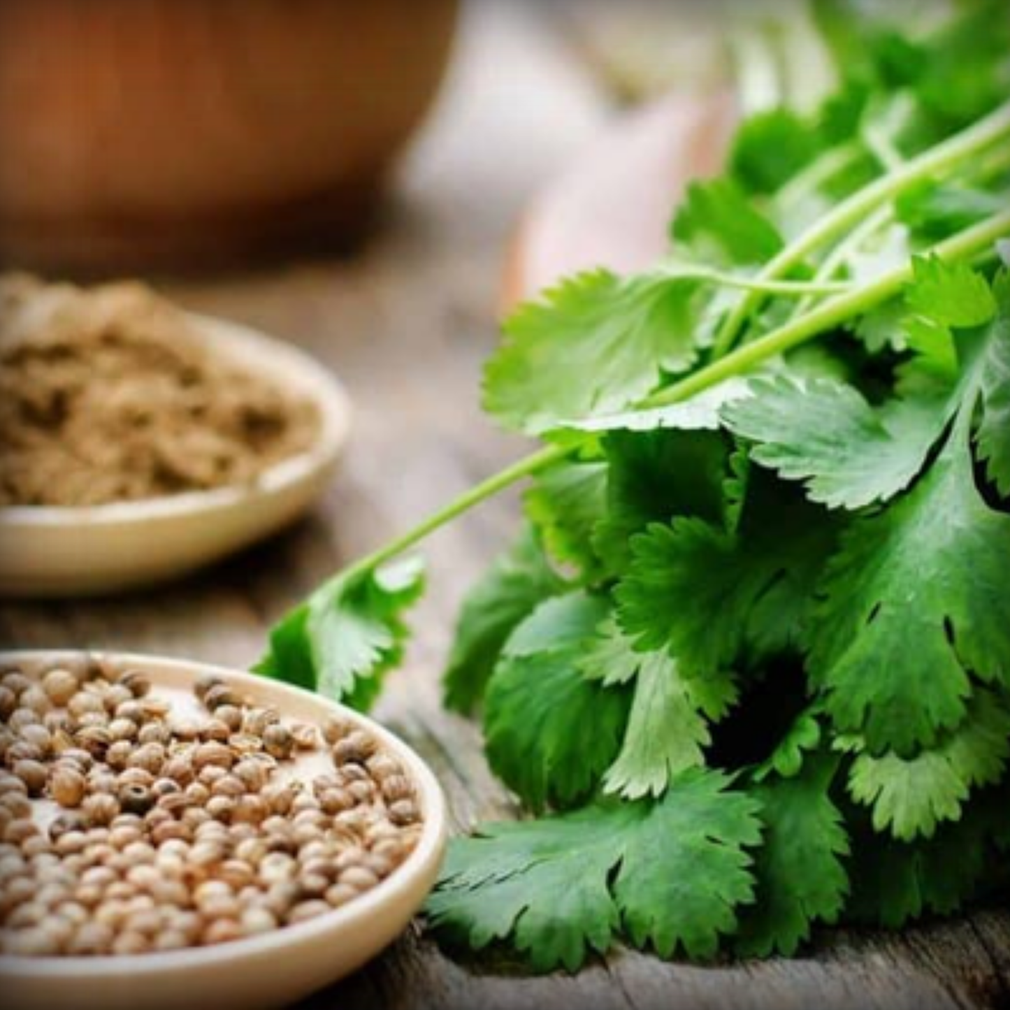 Coriander Seeds - 500 Seeds