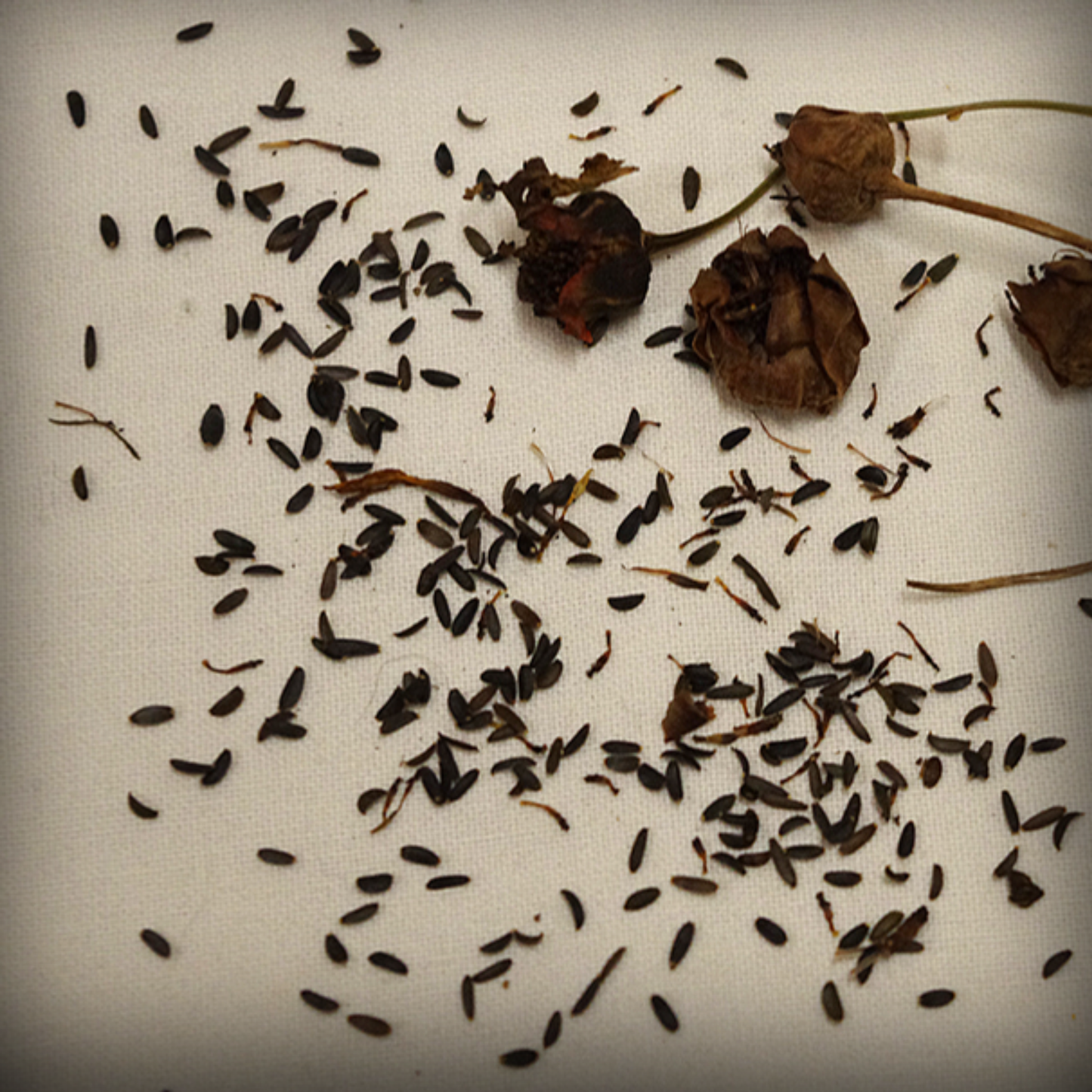 Calliopsis Tall Seed -100 Seeds