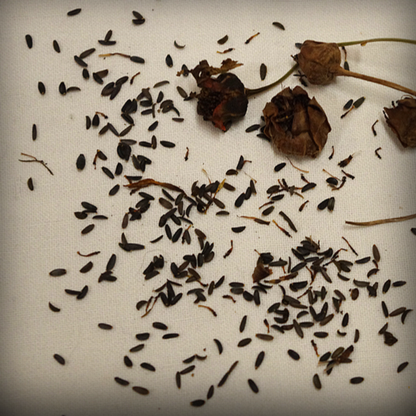 Calliopsis Tall Seed -100 Seeds