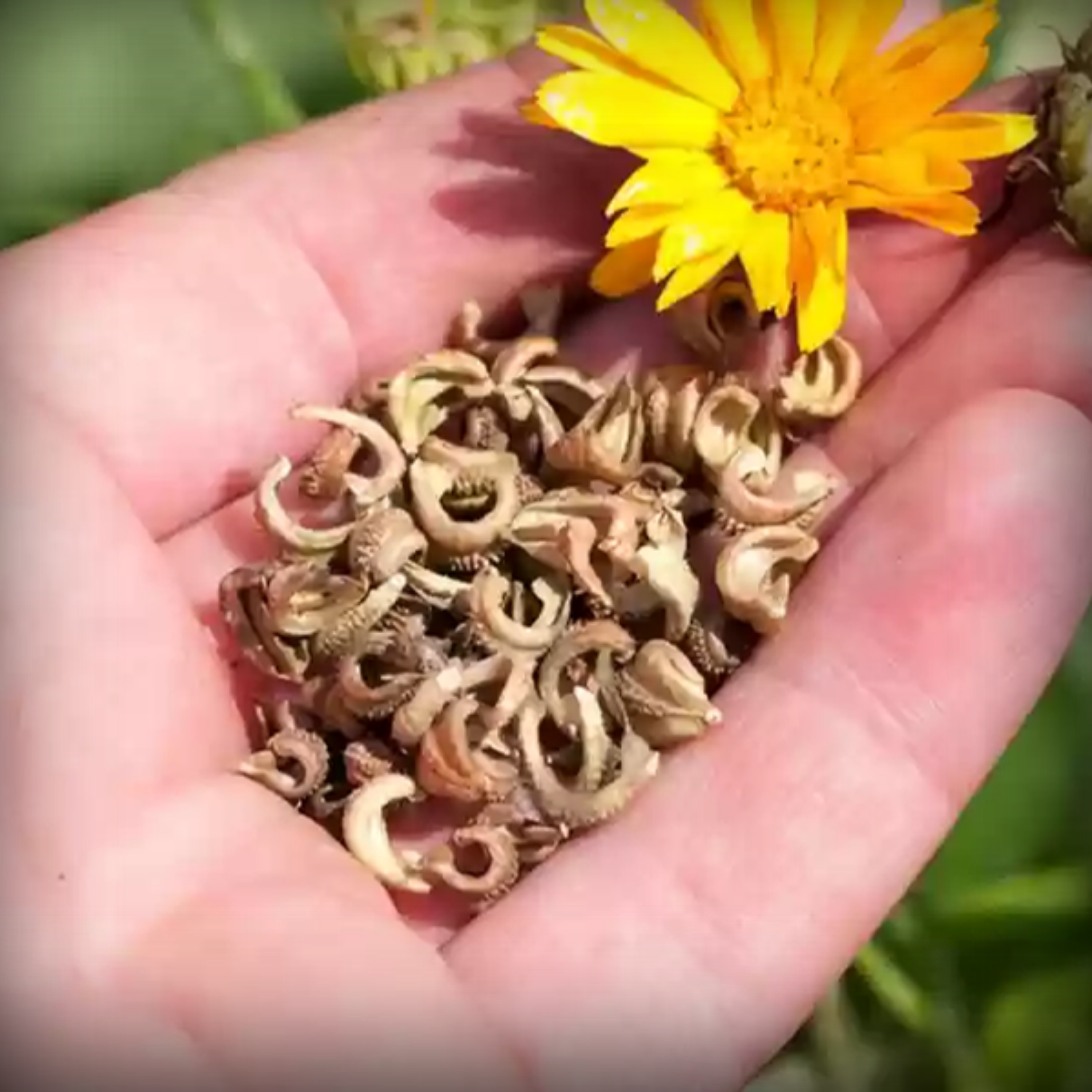 Calendula Fiesta Gitana Flower Seeds - 50 Seeds