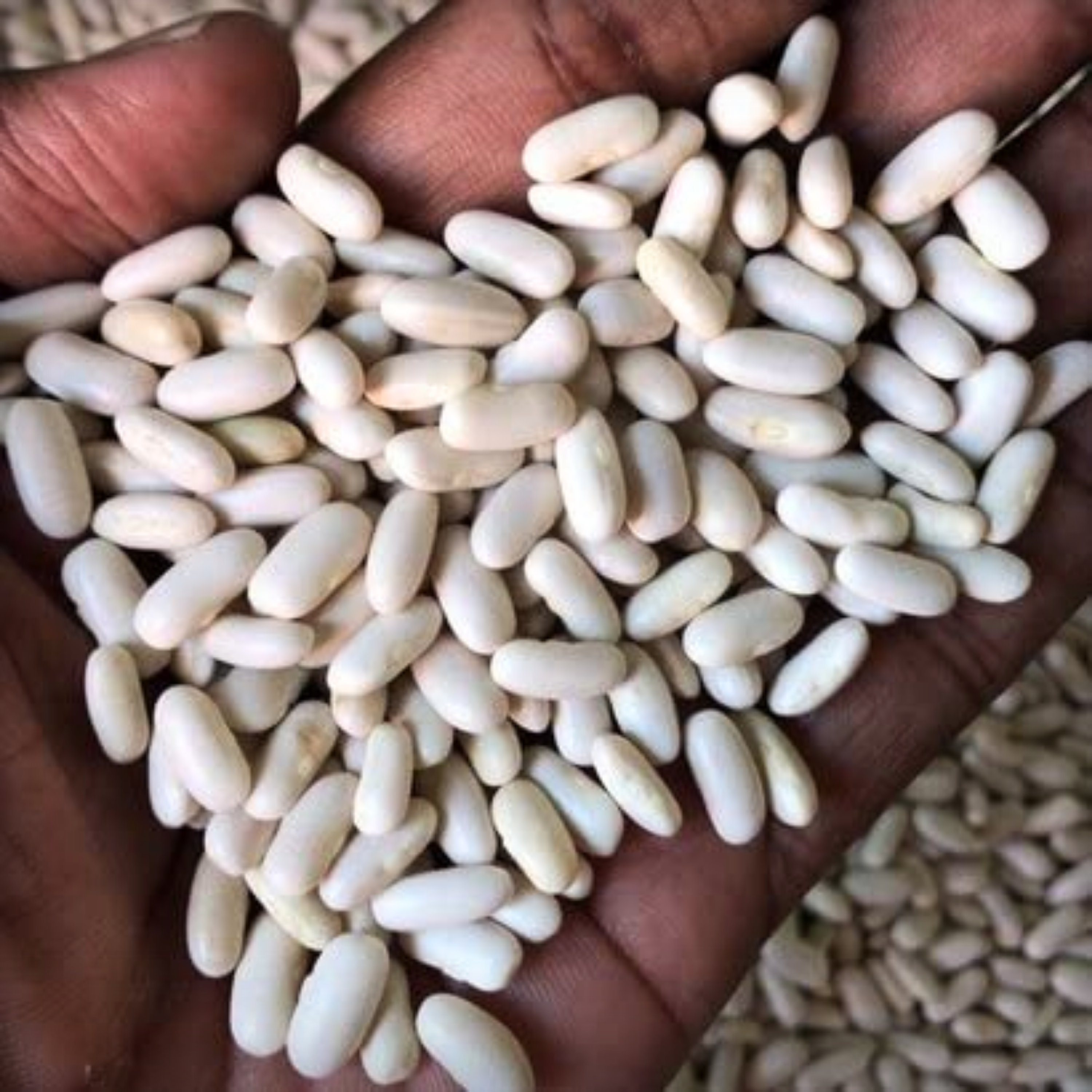 Hybrid French Beans Seeds - 10 Seeds