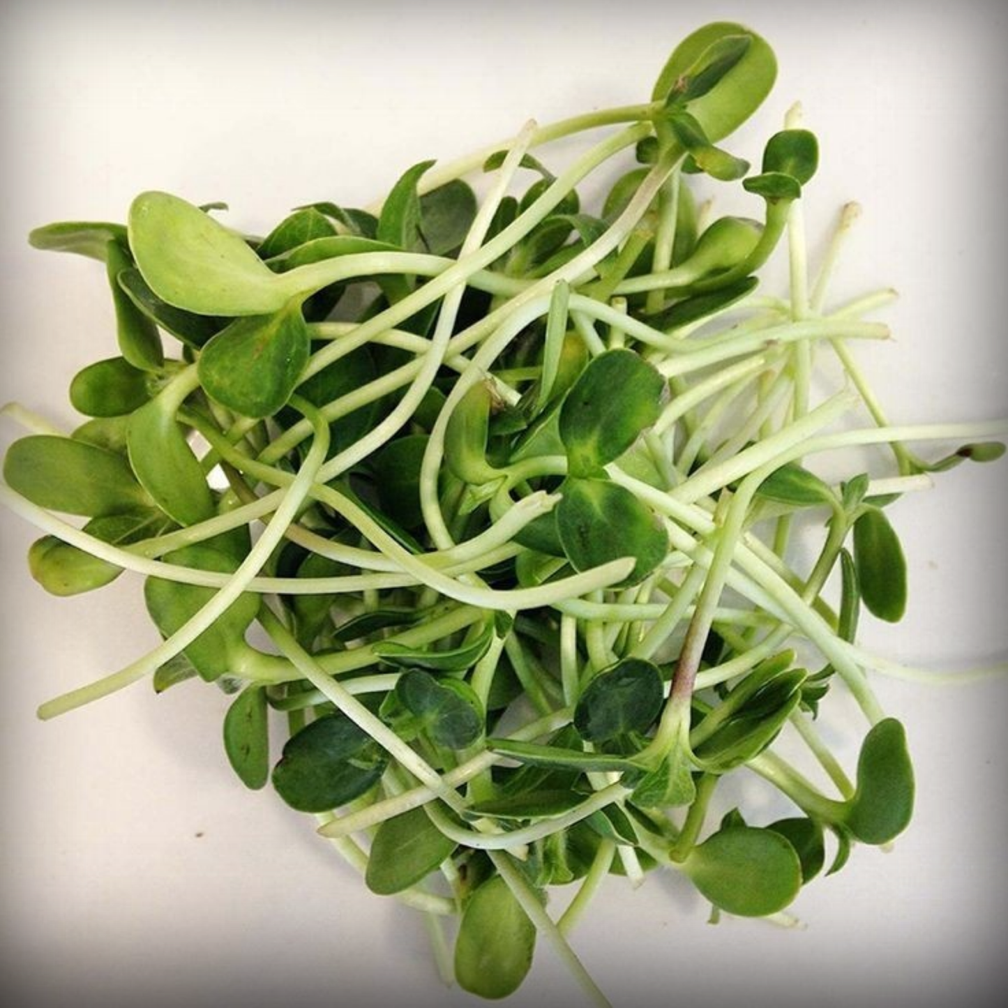 Radish White Microgreen Seeds – 50g