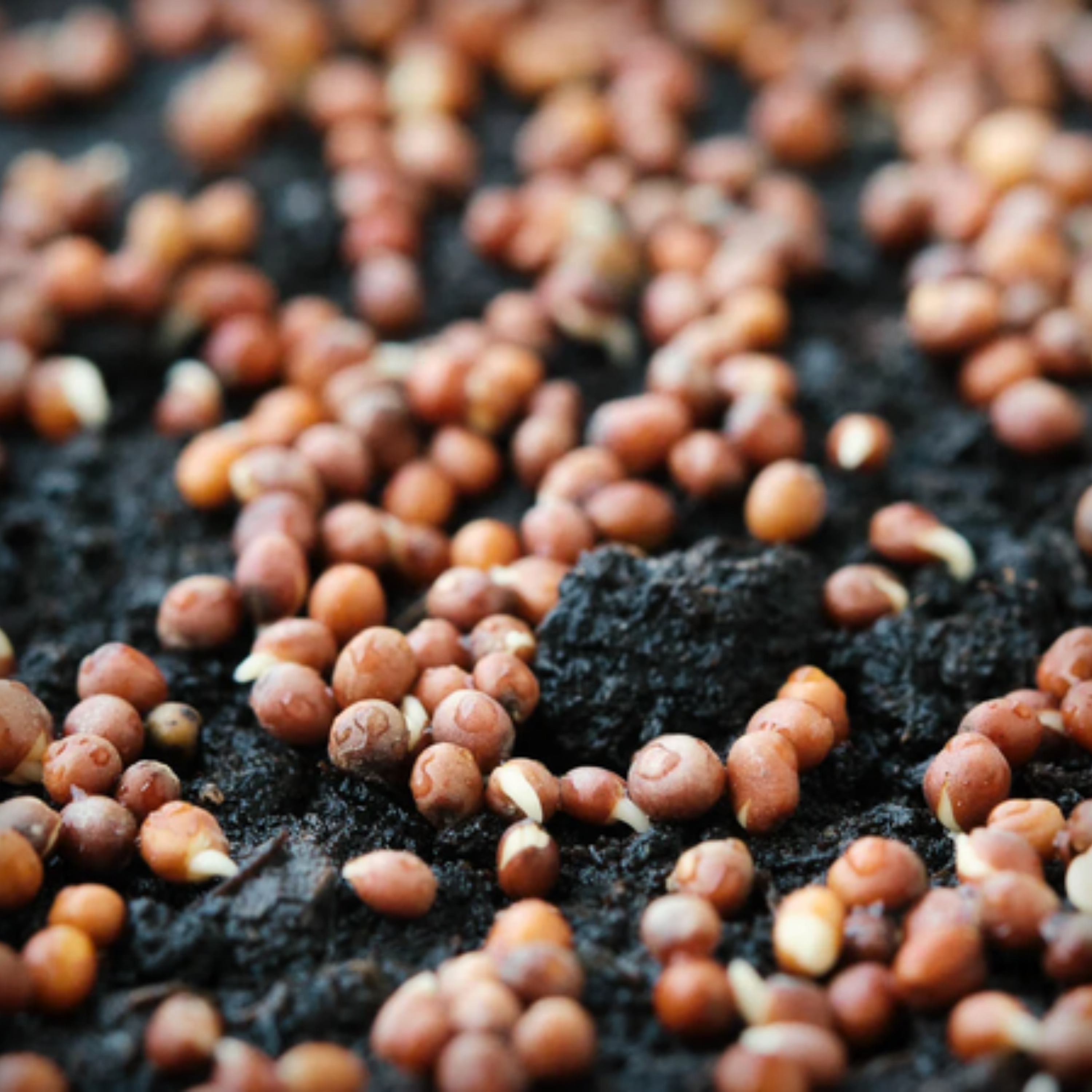 Hybrid Broccoli Seeds - 25 Seeds