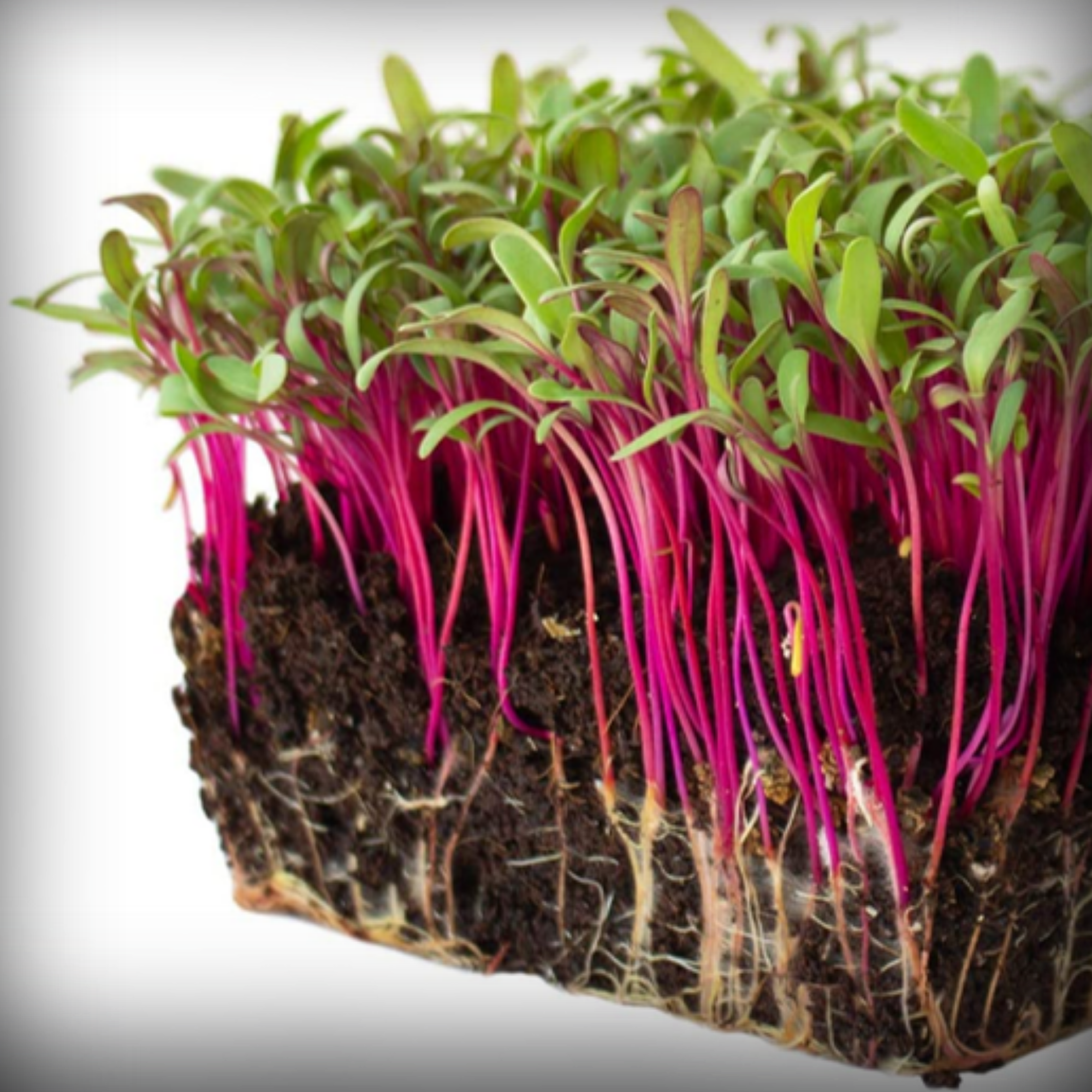 Beetroot Microgreen Seeds – 50g