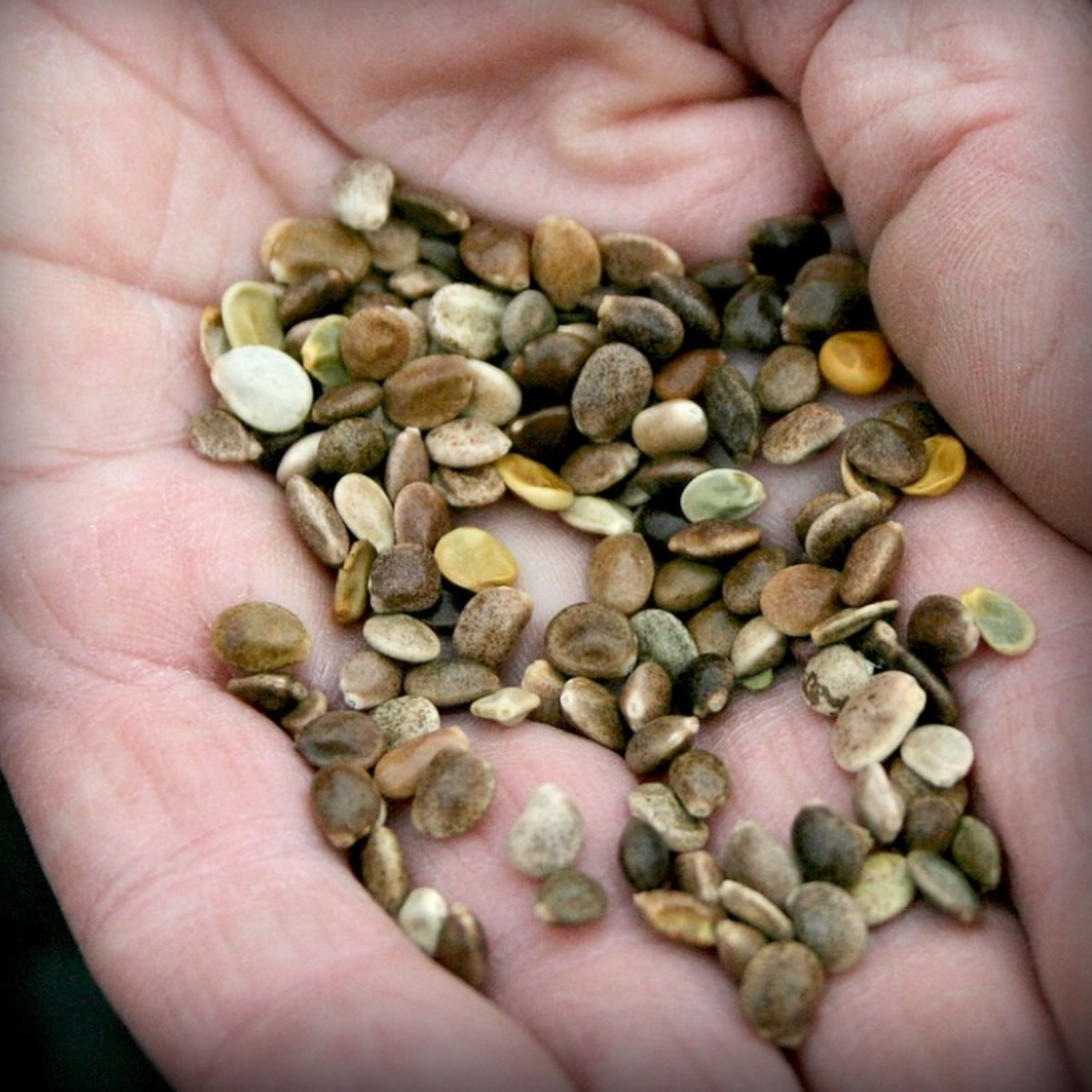 Lupin Pixie Delight Seed- 20 Seeds