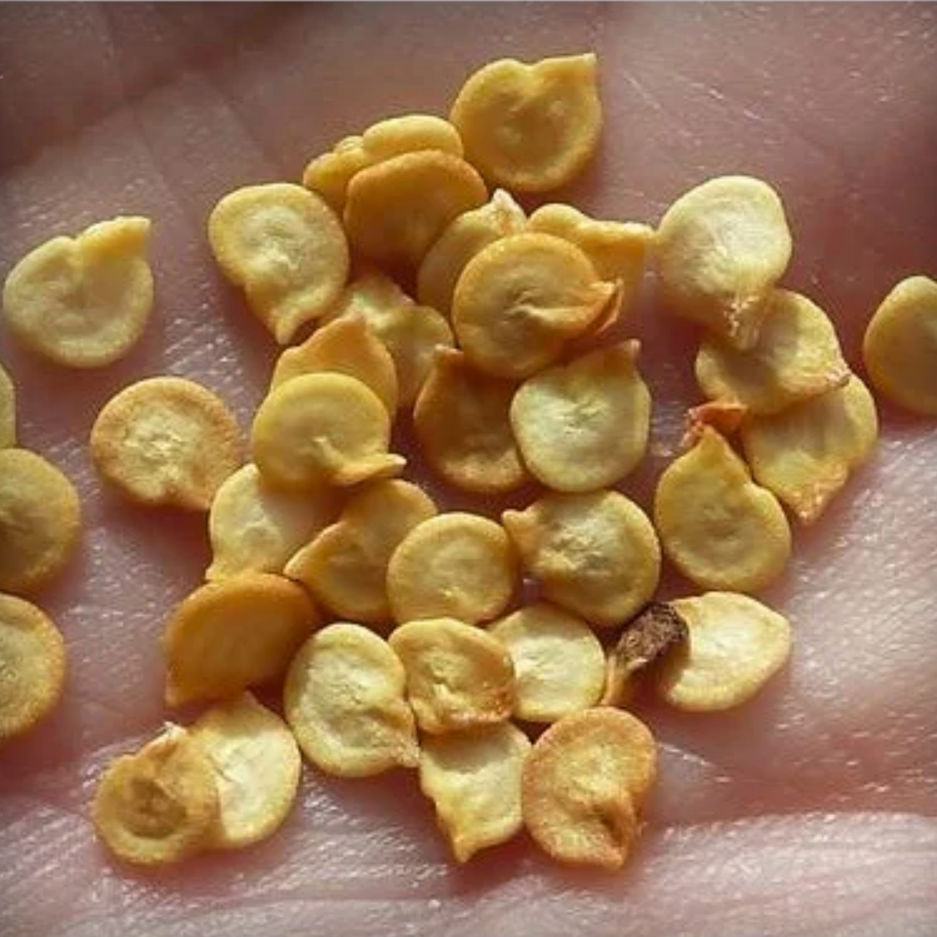 Hybrid Capsicum Green Seeds - 10 Seeds