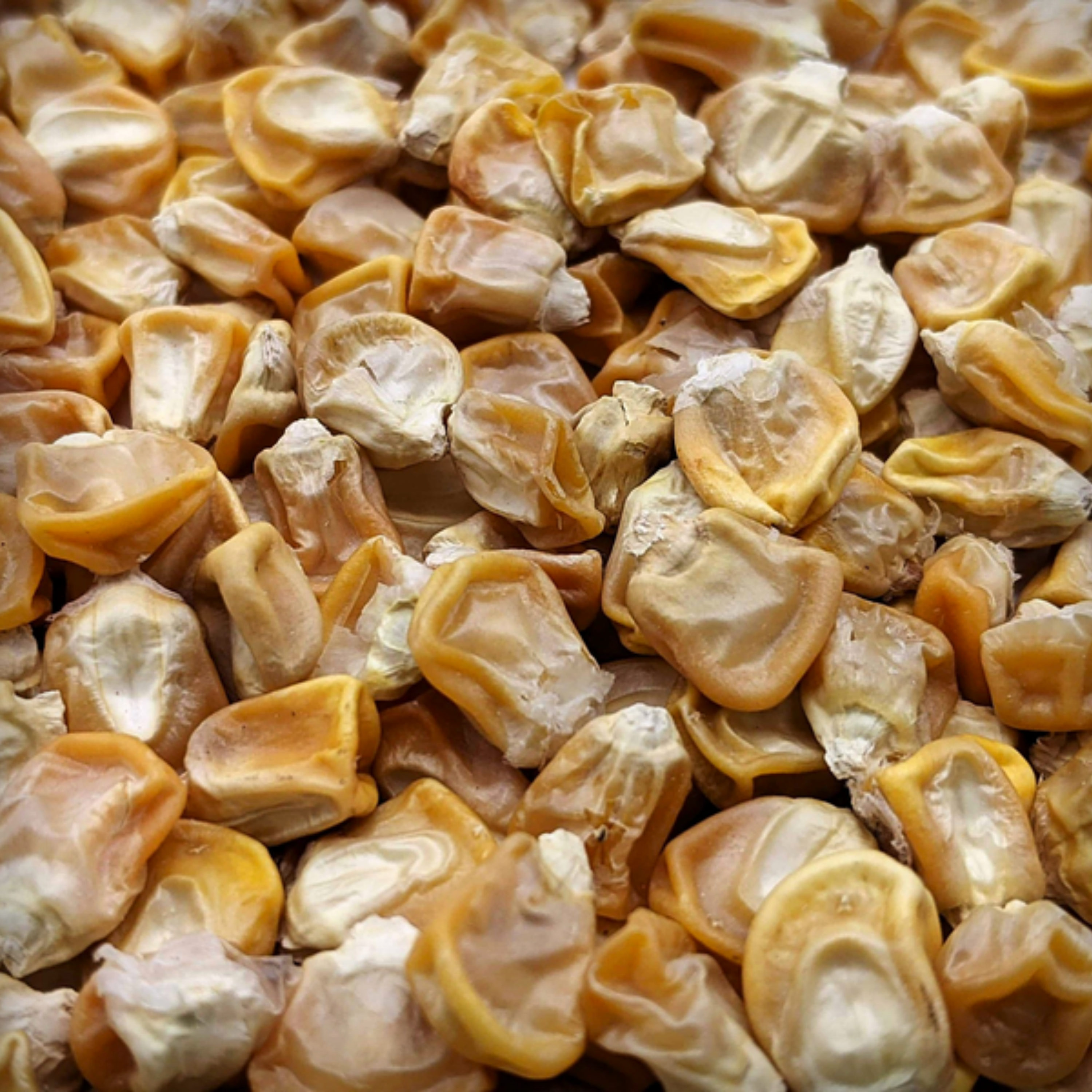 Hybrid Sweetcorn Seeds - 20 Seeds